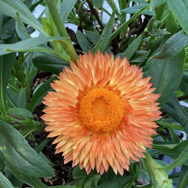 Bracteantha bracteata ‘Granvia Peachy Keen’ (Granvia Peachy Keen Strawflower)