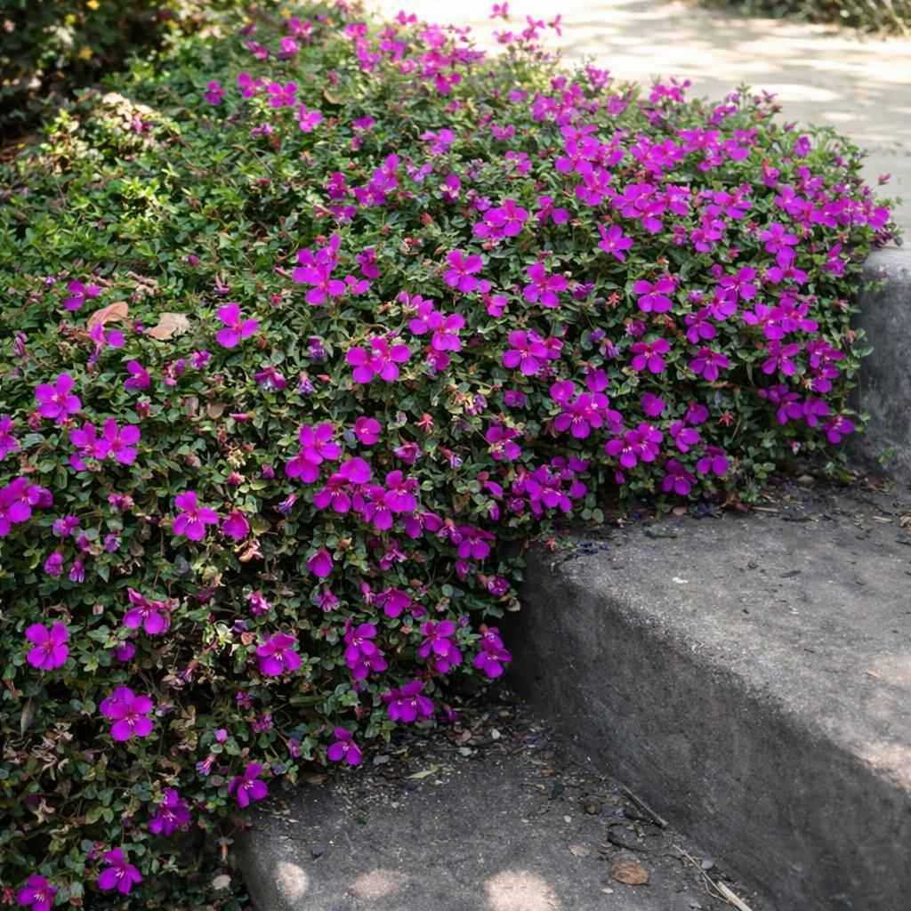 Heeria Elegans (Heeria)