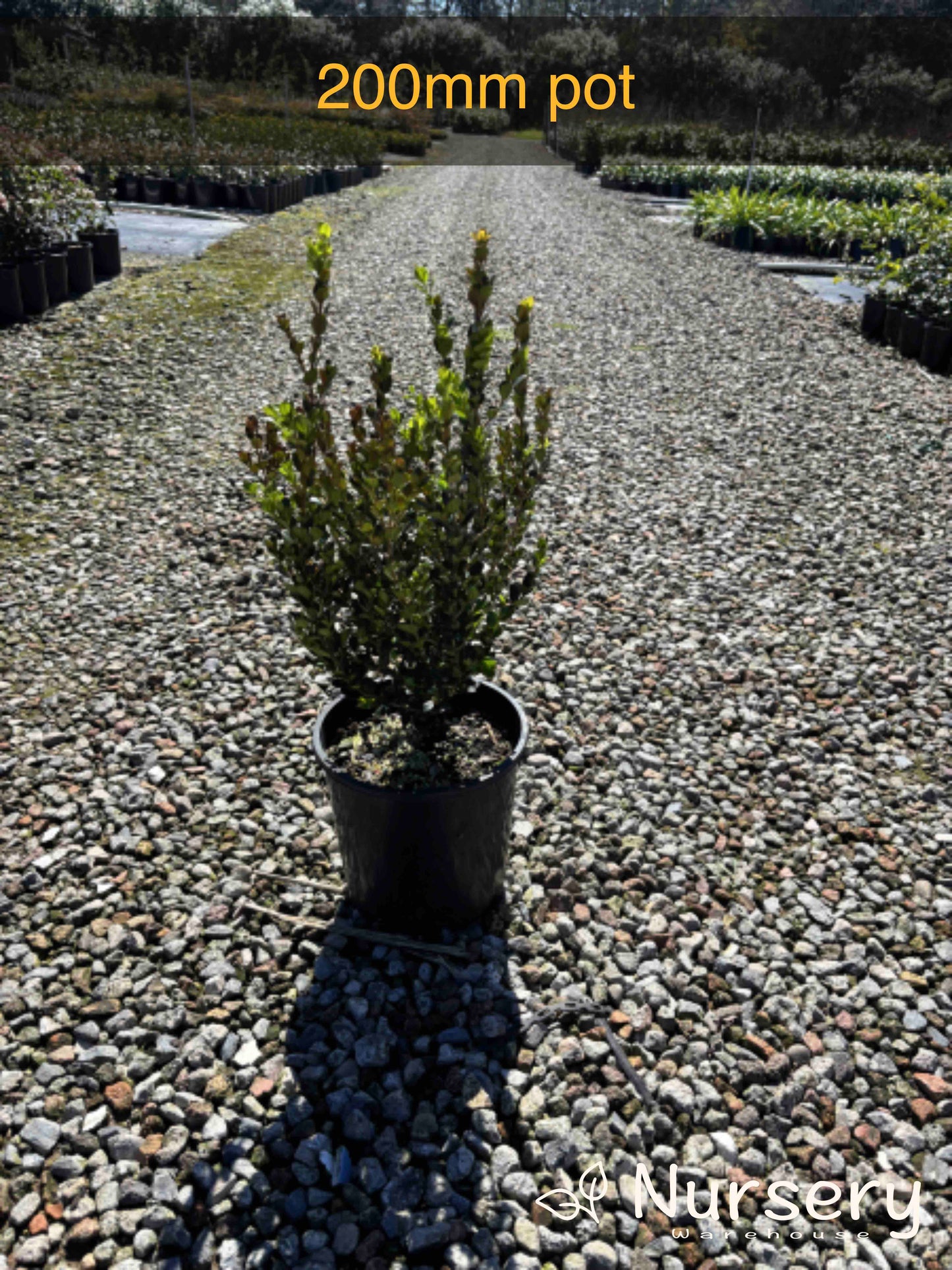 Buxus Faulkner (Faulkner Box)