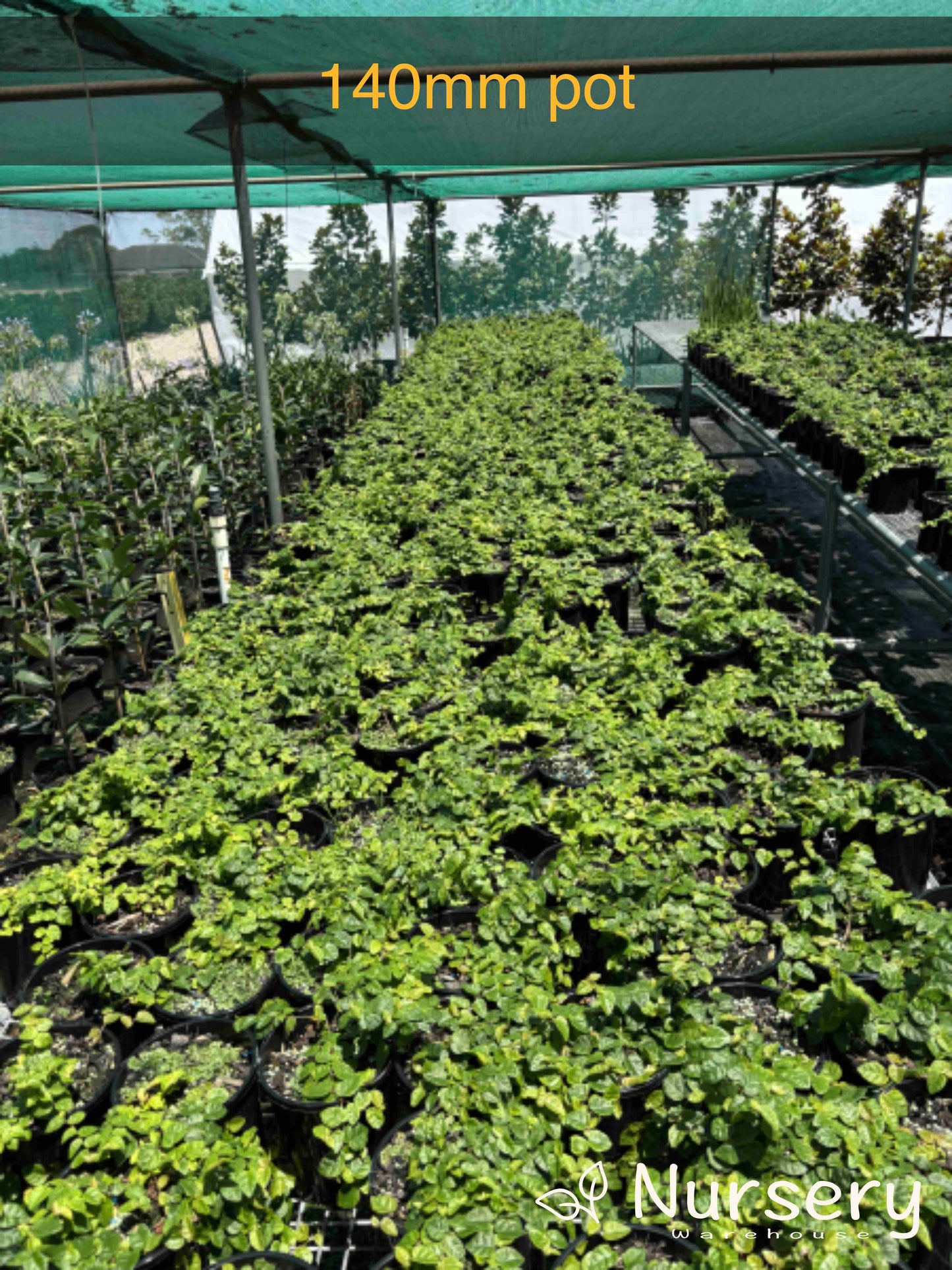 Ficus pumila (Creeping Fig)