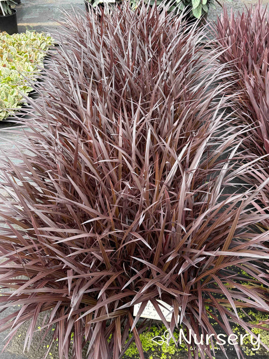 Cordyline australis ‘Black Knight’ (tube stock)