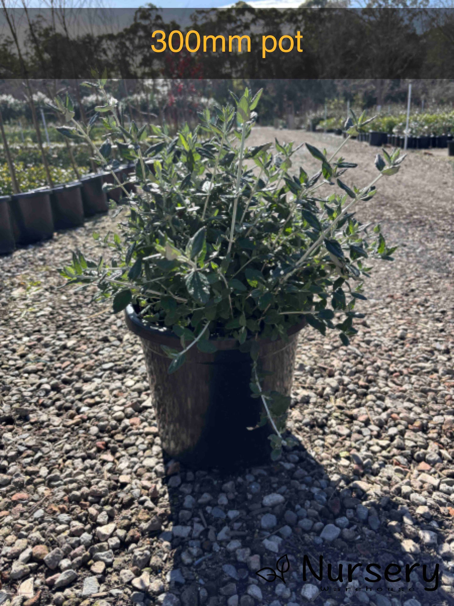 Teucrium Fruticans (Tree Germander)