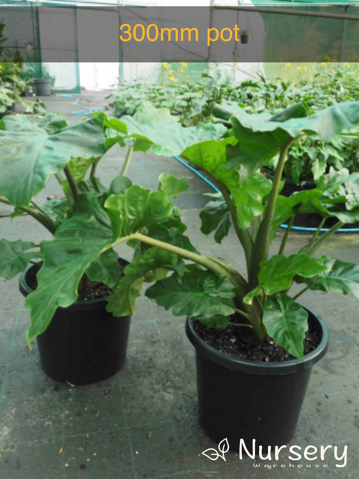 Alocasia 'Low Rider' (Low Rider Alocasia)