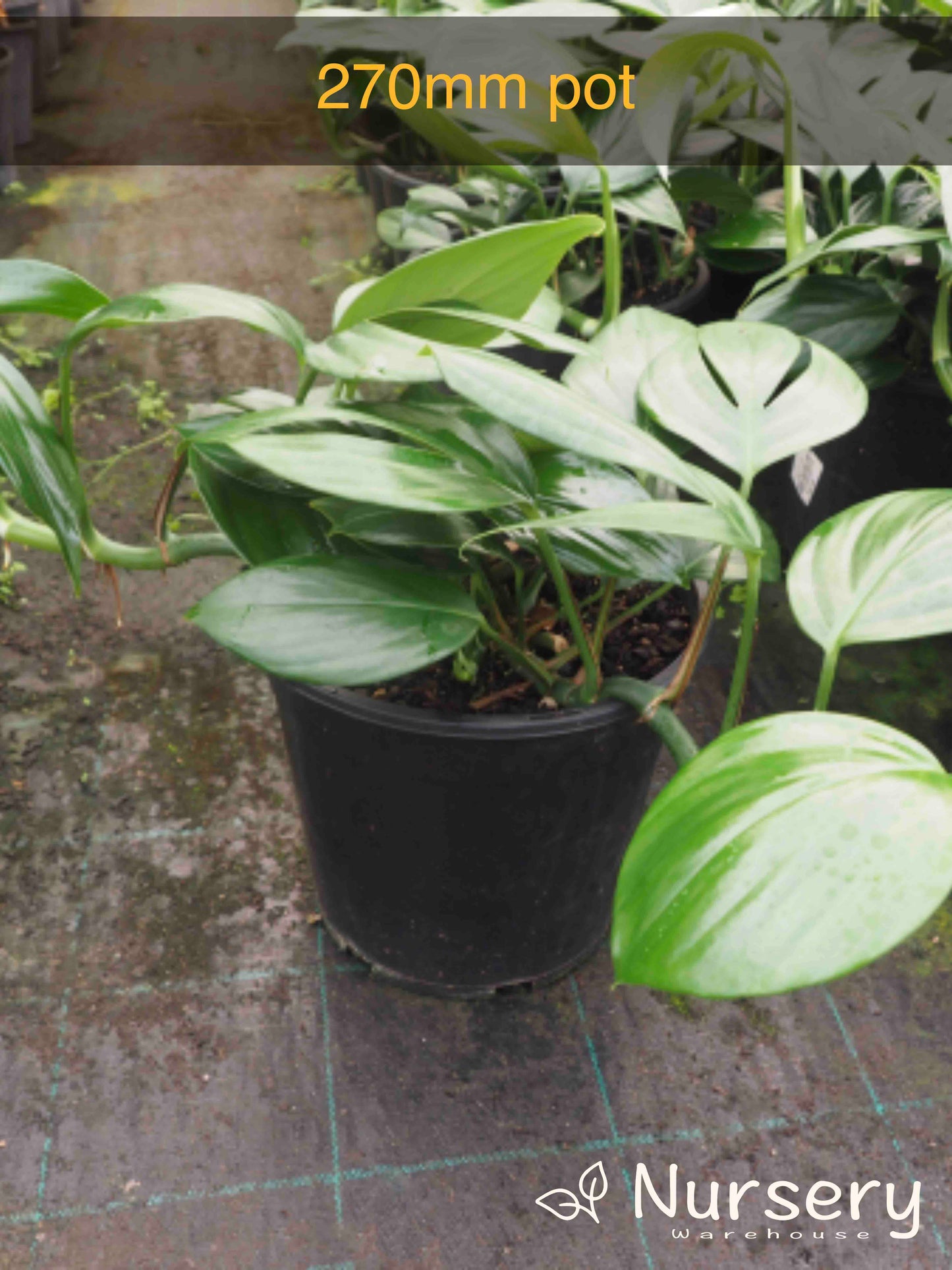 Rhaphidophora Decursiva (Dragon Tail)