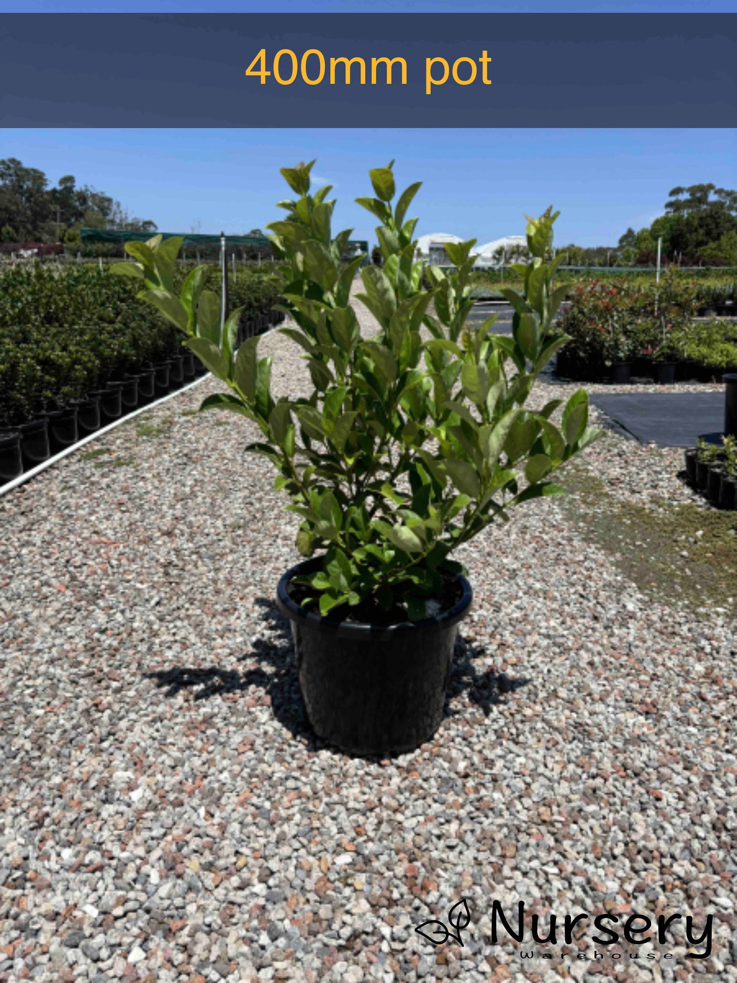 Viburnum Odoratissimum (Sweet Viburnum)