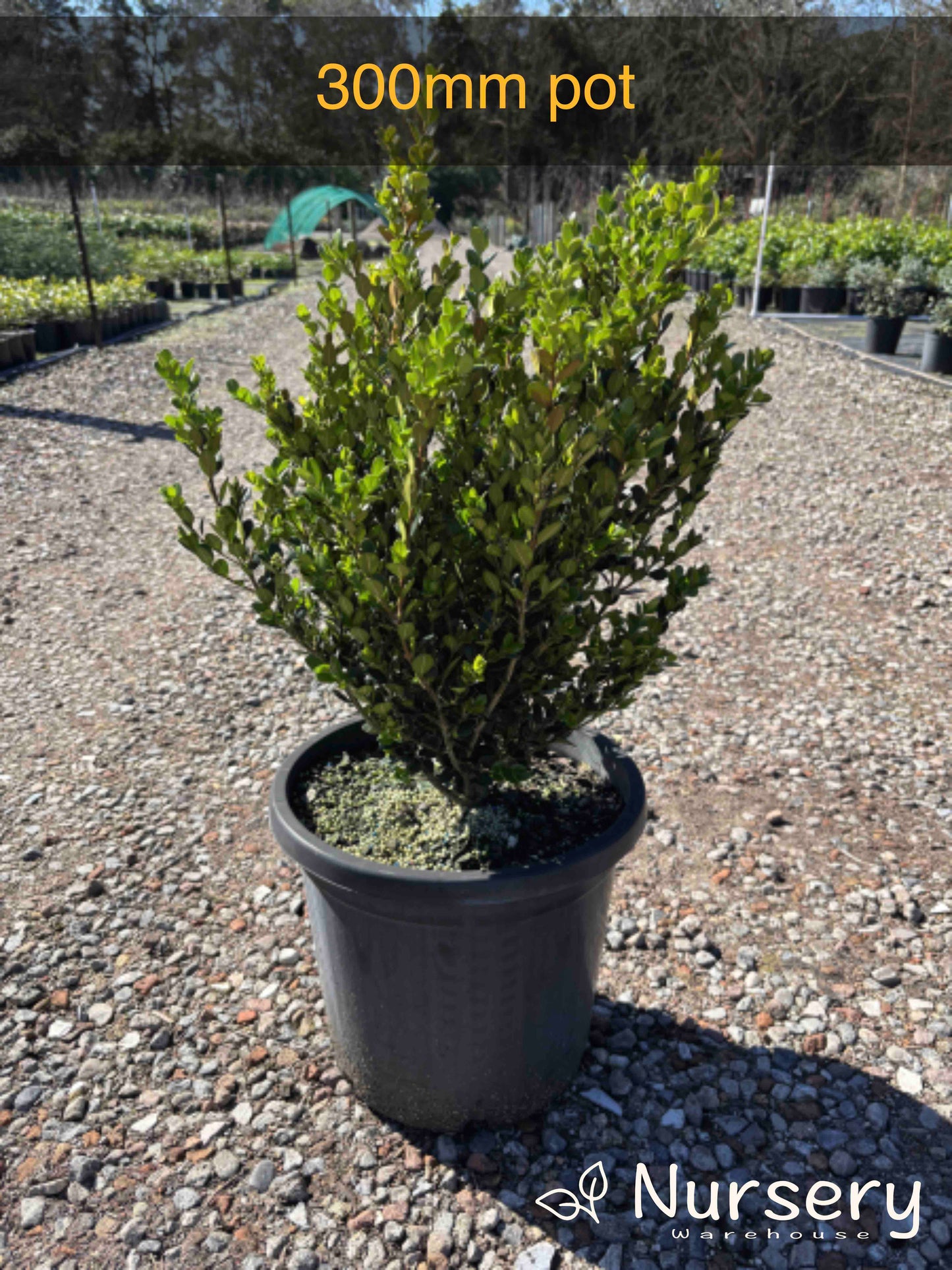 Buxus Faulkner (Faulkner Box)