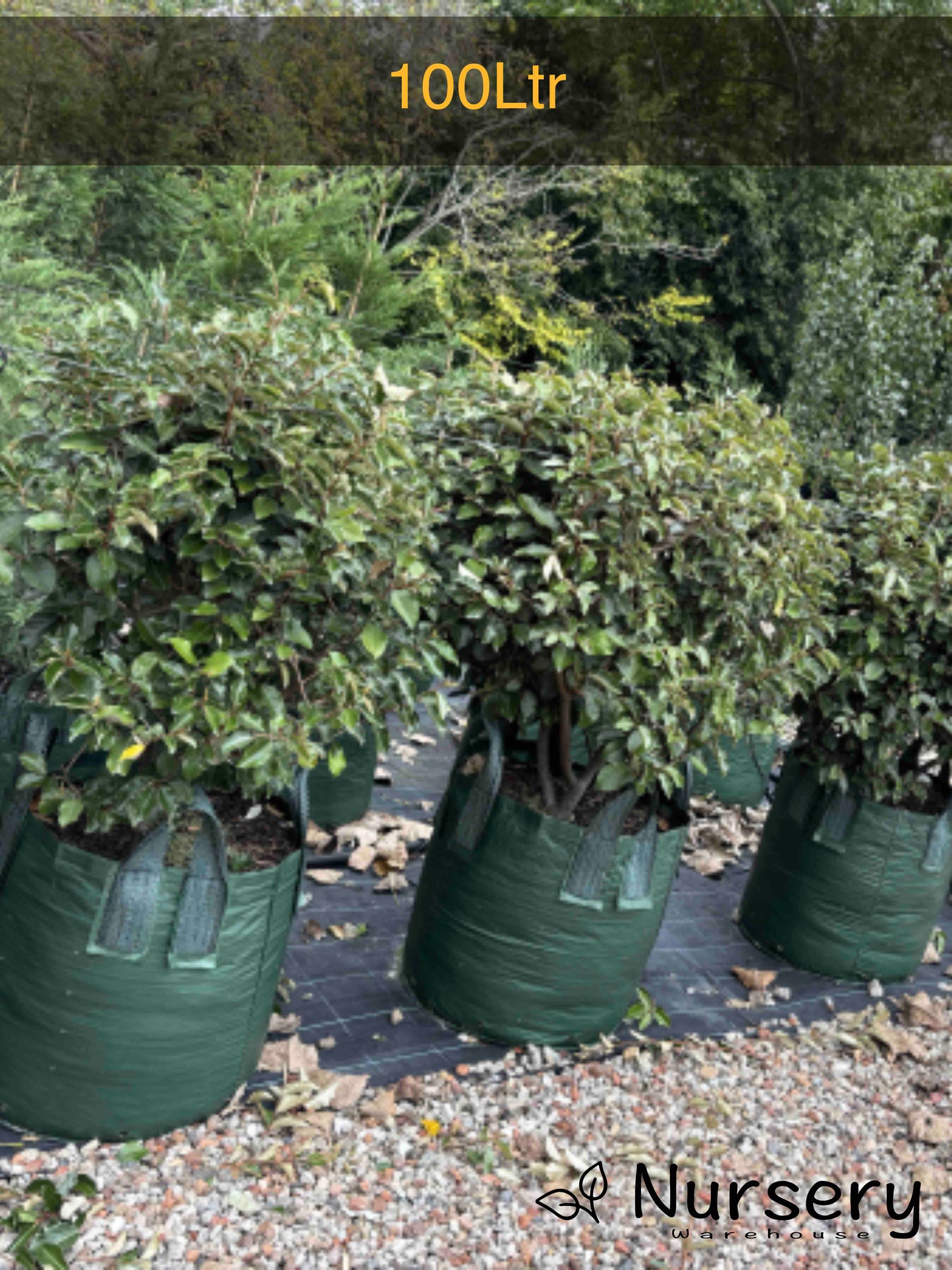 Elaeagnus Macrophylla (Large-Leaved Oleaster)