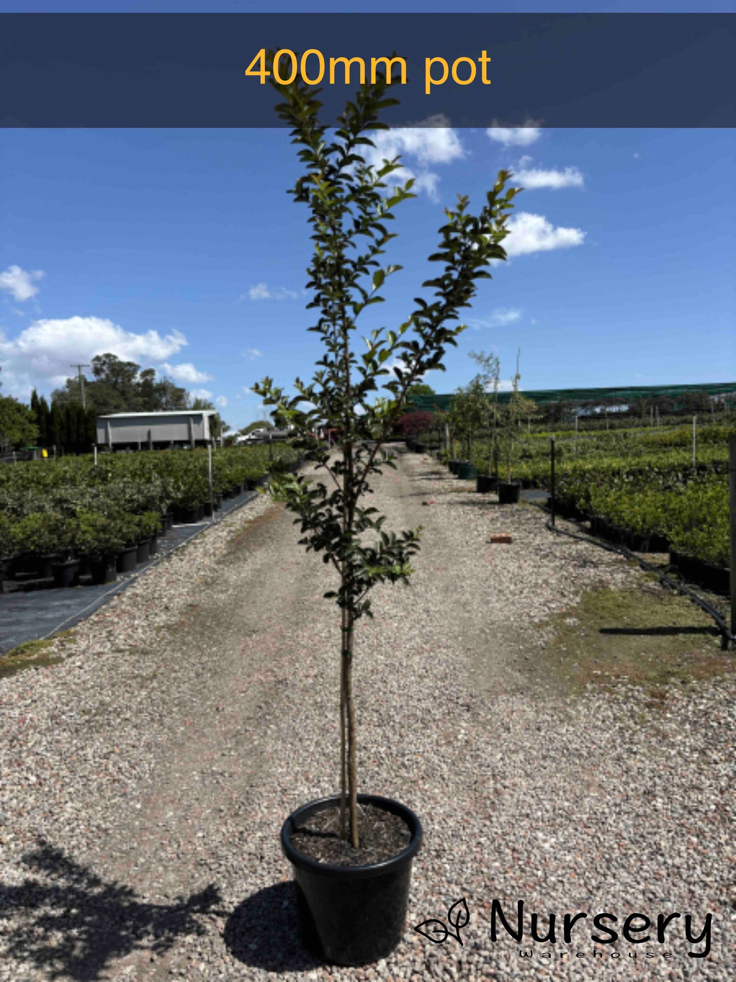 Lagerstroemia Indica (Crepe Myrtle Tuscarora)