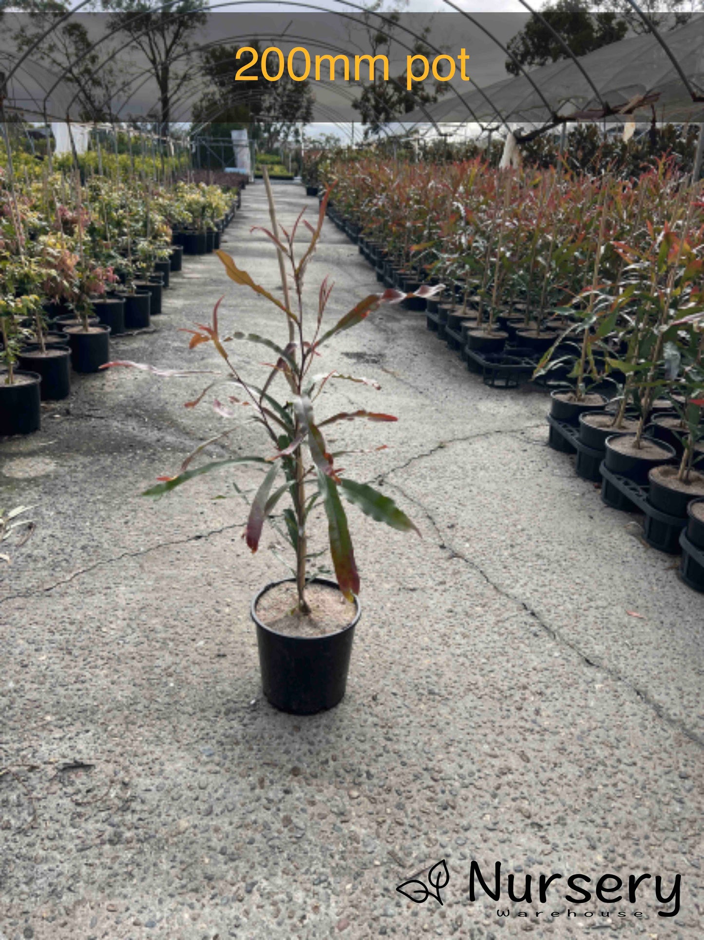 Buckinghamia Celsissima (Ivory Curl Tree / Queensland Laurel) (CLEARANCE)