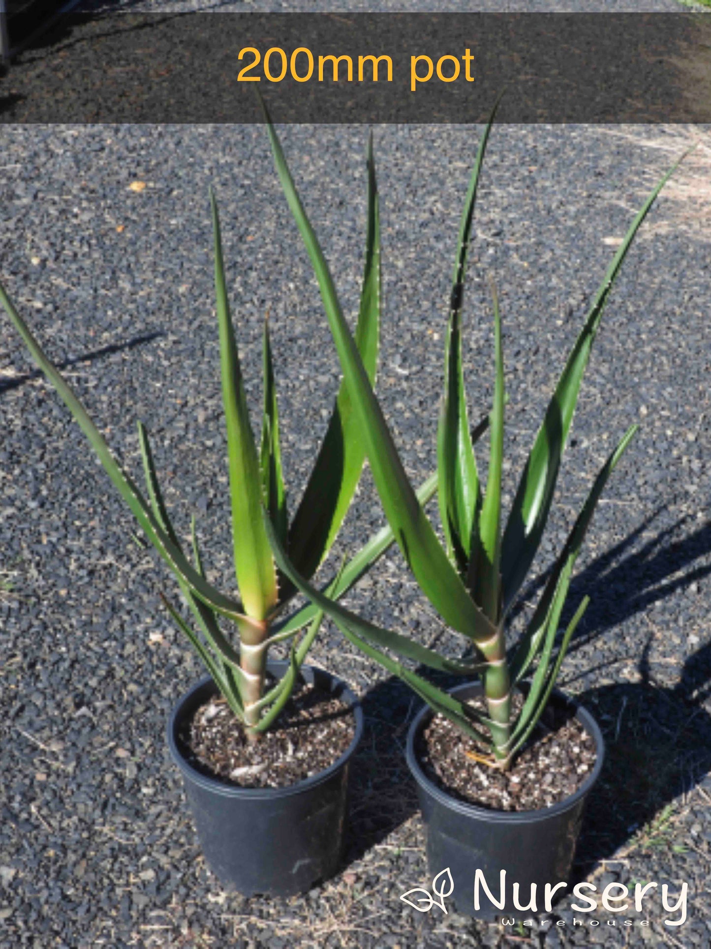 Aloidendron Barberae (Tree Aloe)