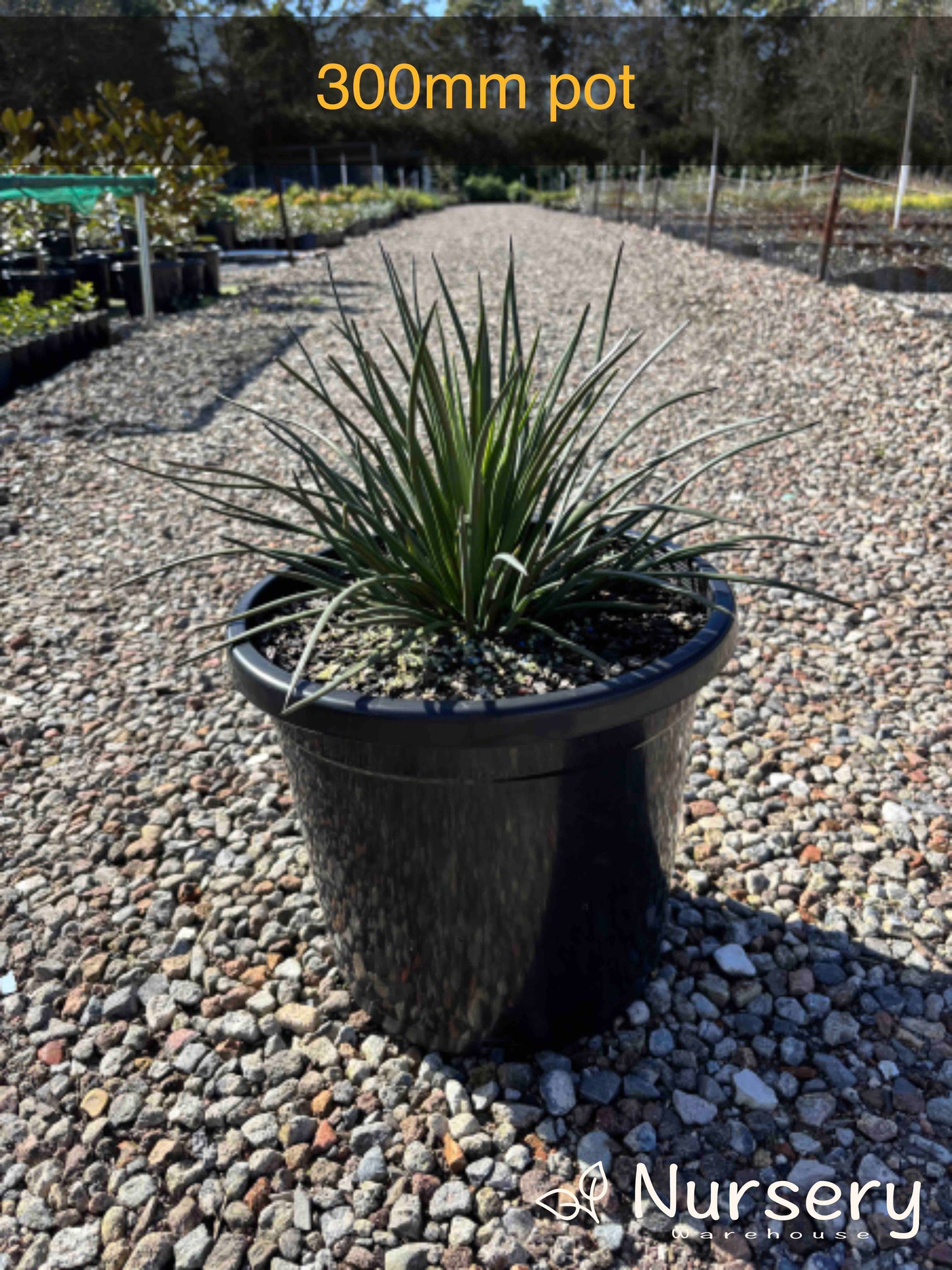 Agave Geminiflora (Twin-Flowered Agave)