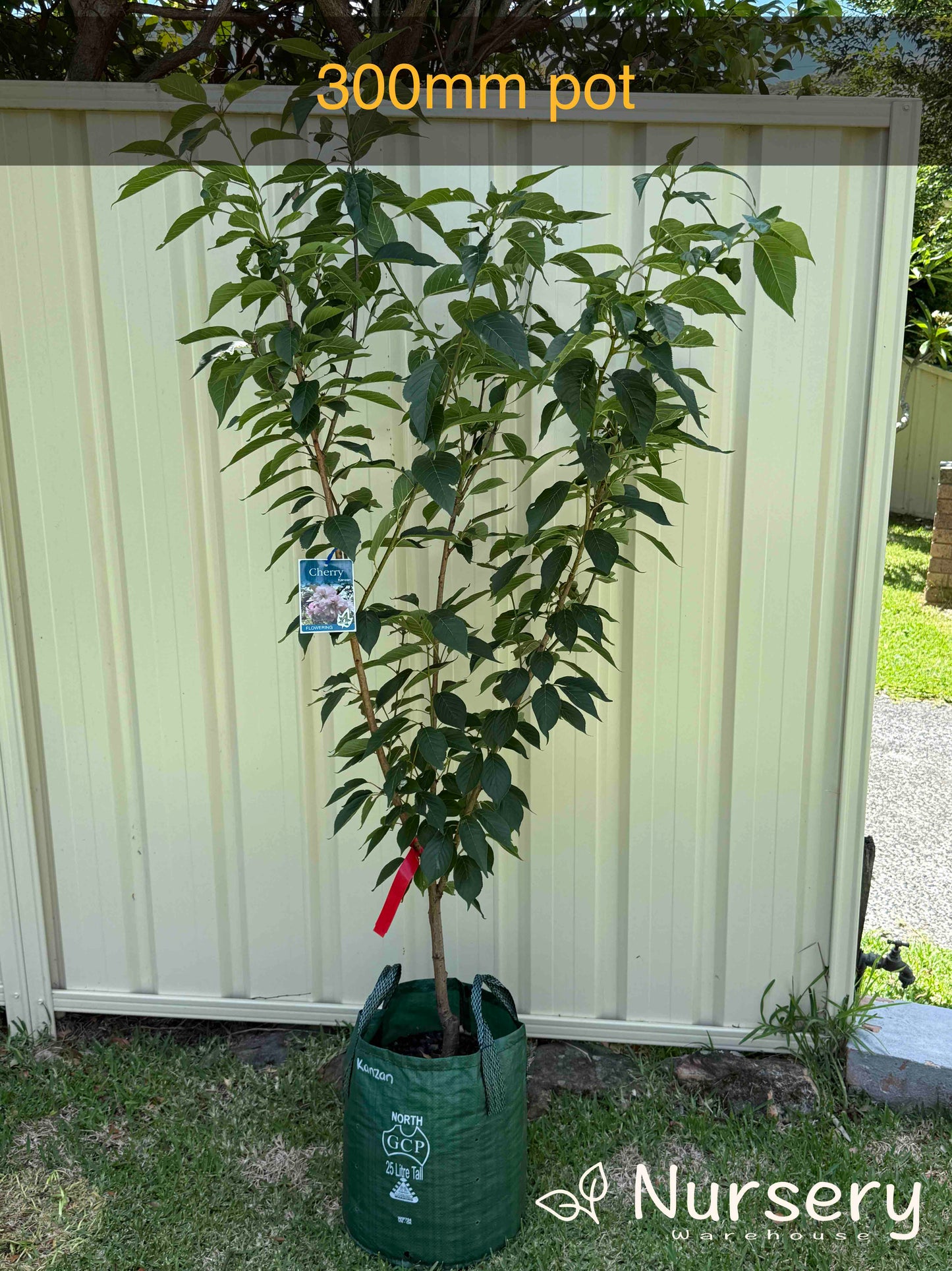Prunus Kanzan (Cherry Blossom Tree)