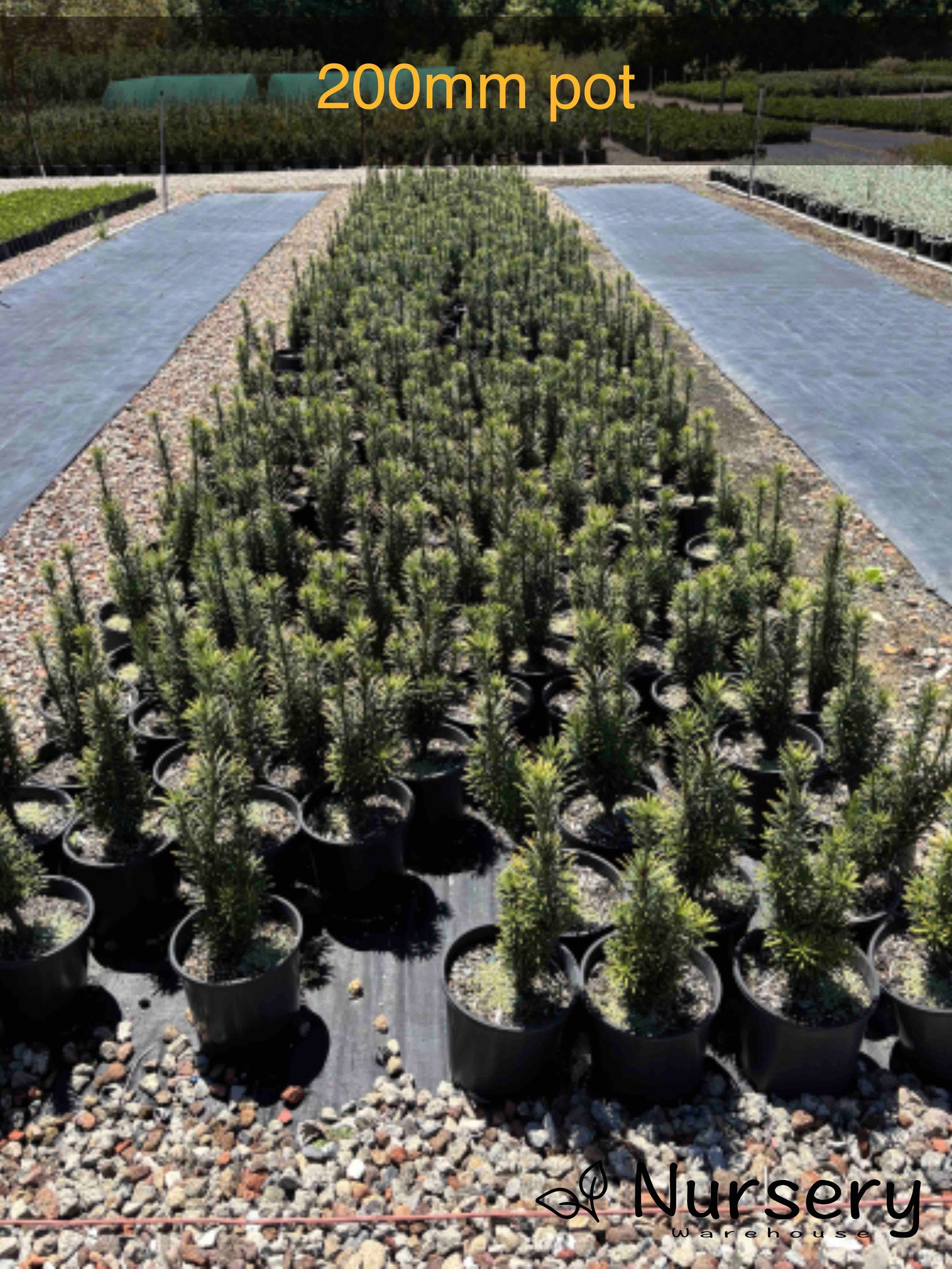 Cephalotaxus harringtonia 'Fastigiata' (Upright Plum Yew)