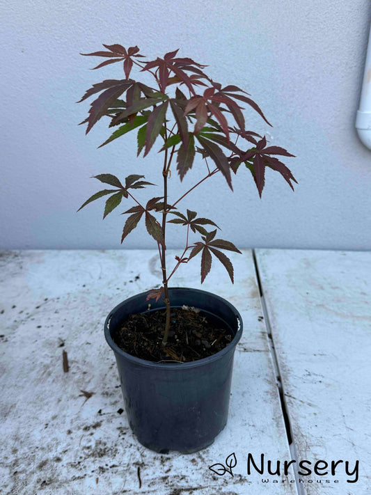 Acer Palmatum 'Bloodgood Japanese Maple Seedling'
