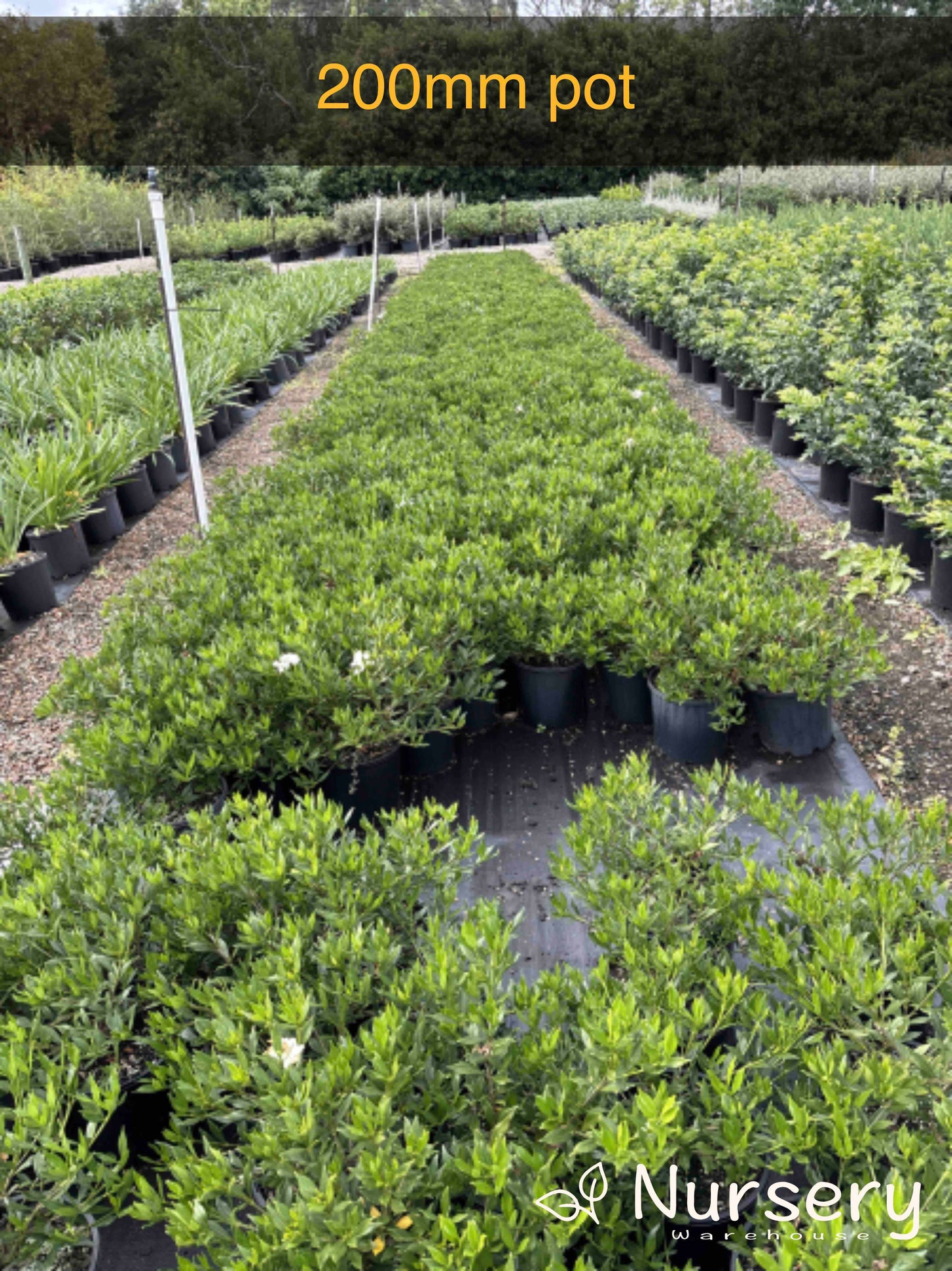 Gardenia Augusta 'Radicans'