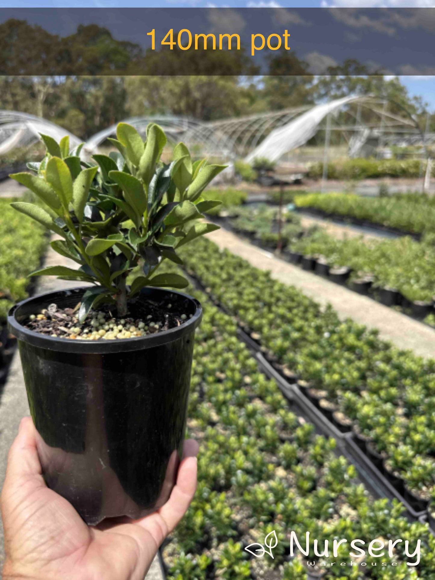 Rhaphiolepis Indica 'Snow Maiden'