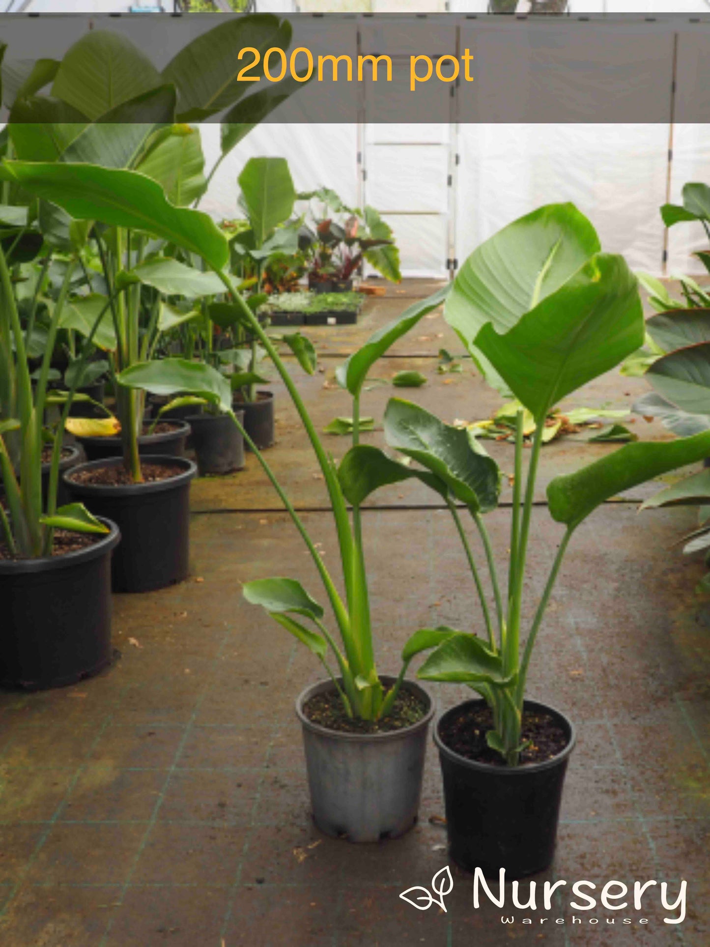 Strelitzia Nicolai (Giant Bird of Paradise)