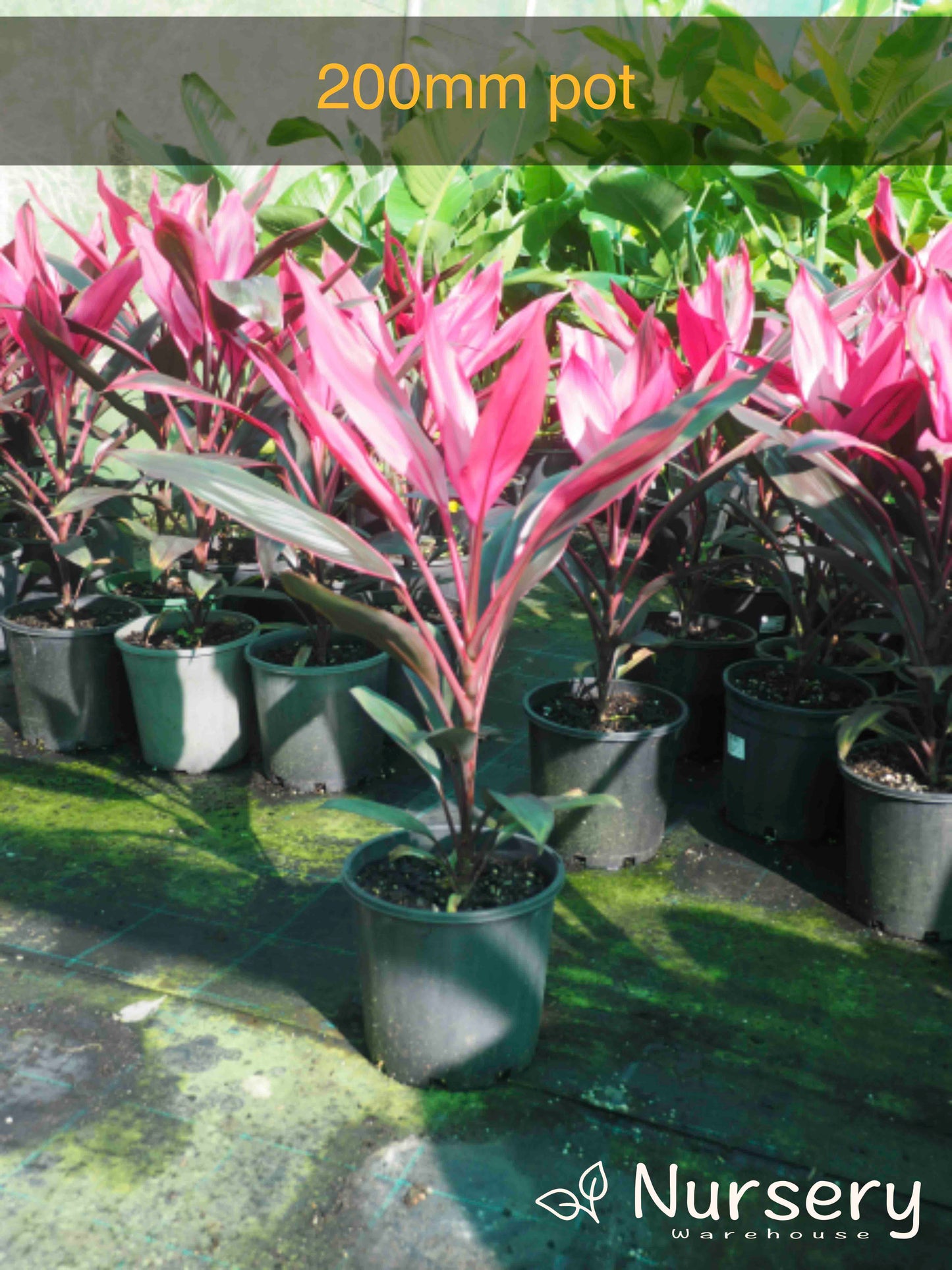Cordyline Fruticosa (Ruby)