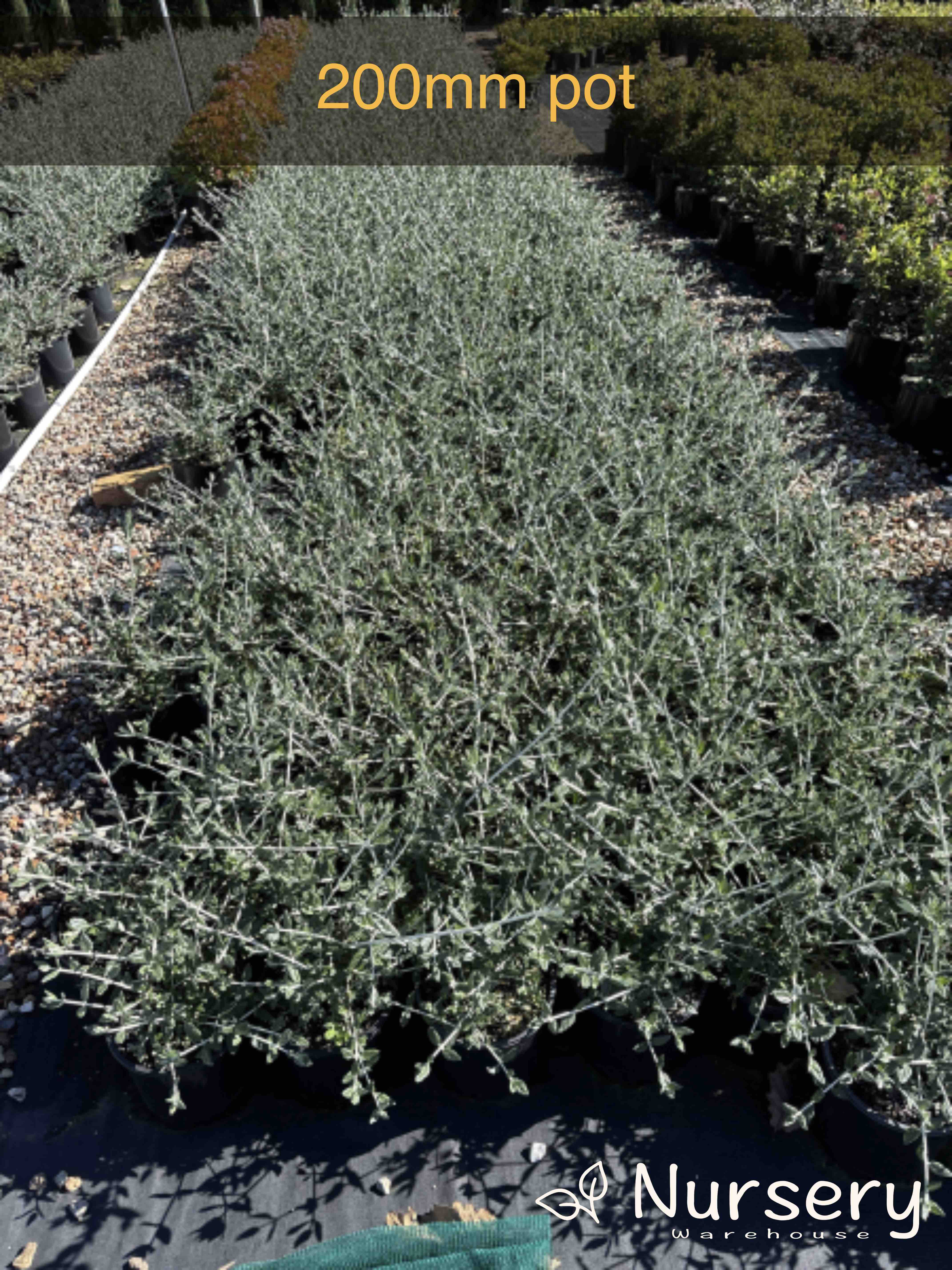 Teucrium Fruticans (Tree Germander Topiary Balls)