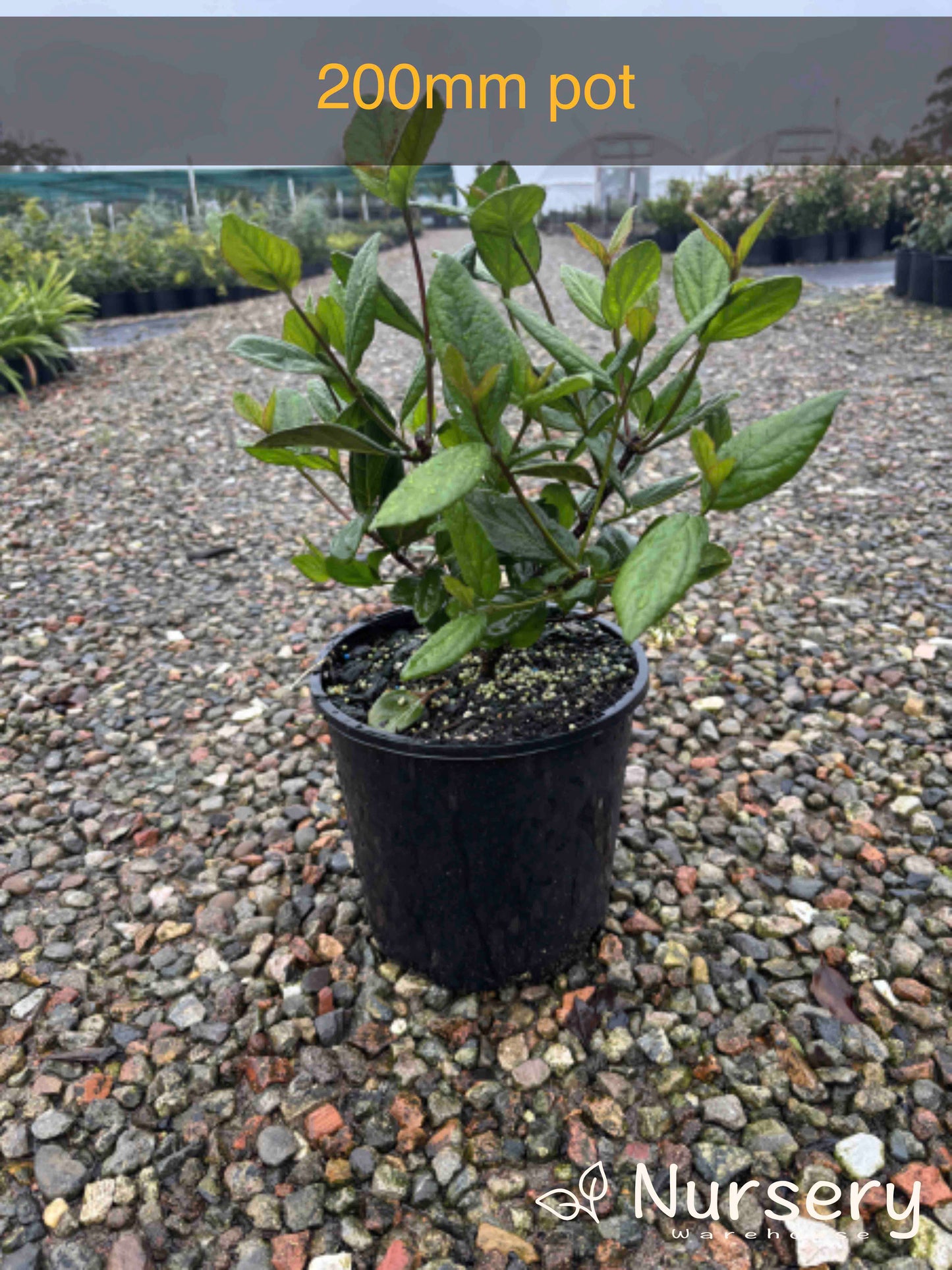 Viburnum suspensum (Sandankwa Viburnum)