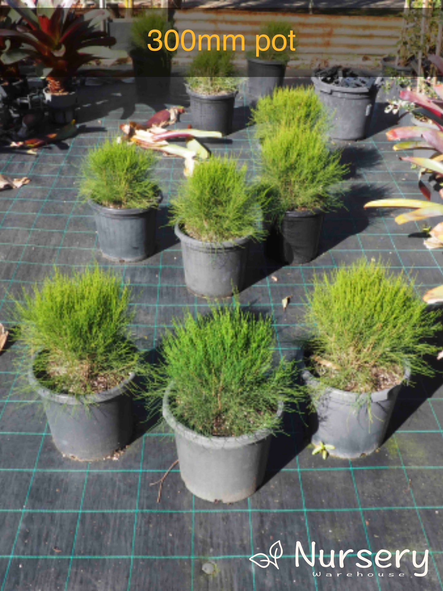 Casuarina glauca Greenwave (Greenwave She-Oak)