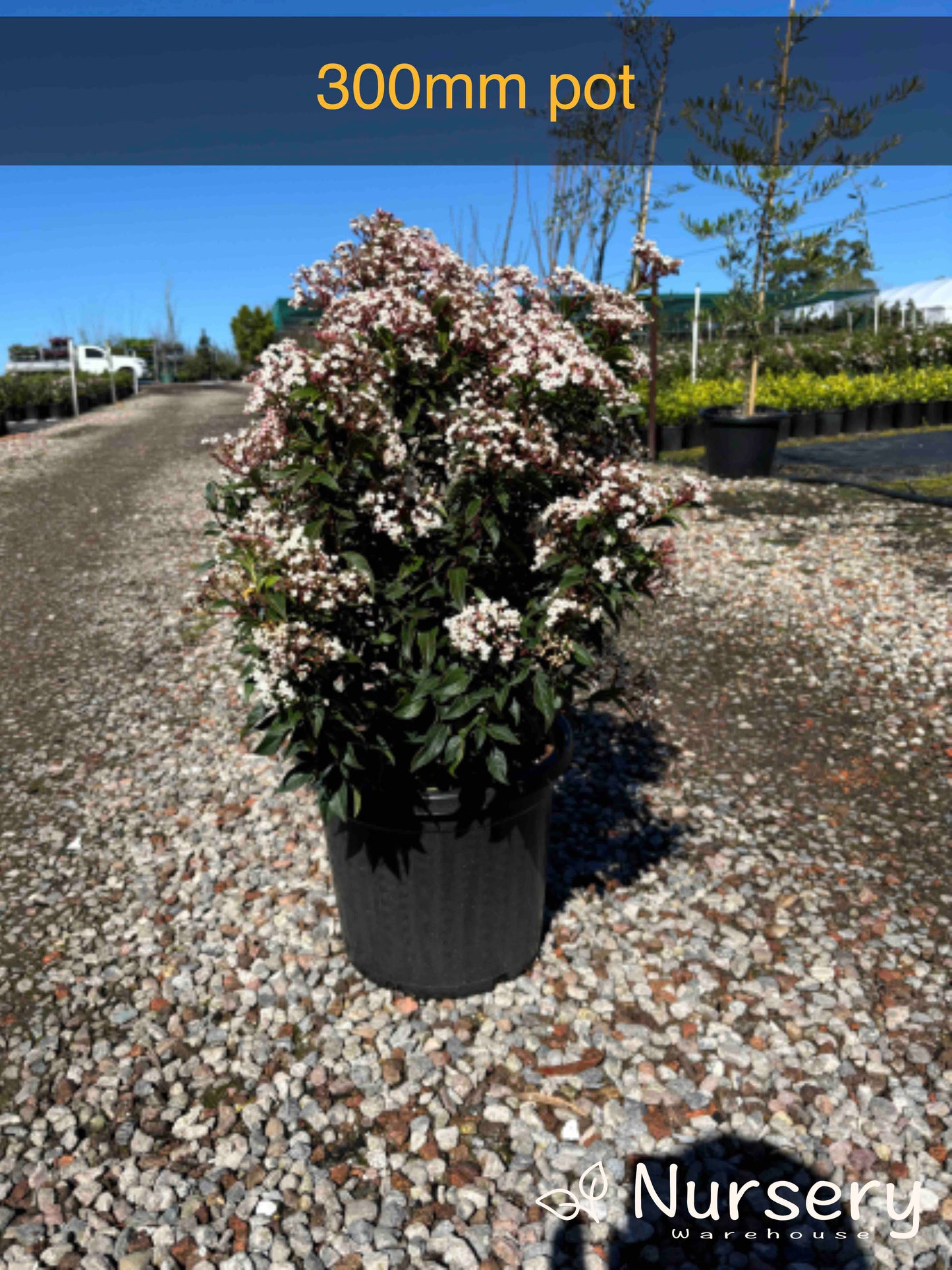 Viburnum Tinus (Laurel Leaf Viburnum)