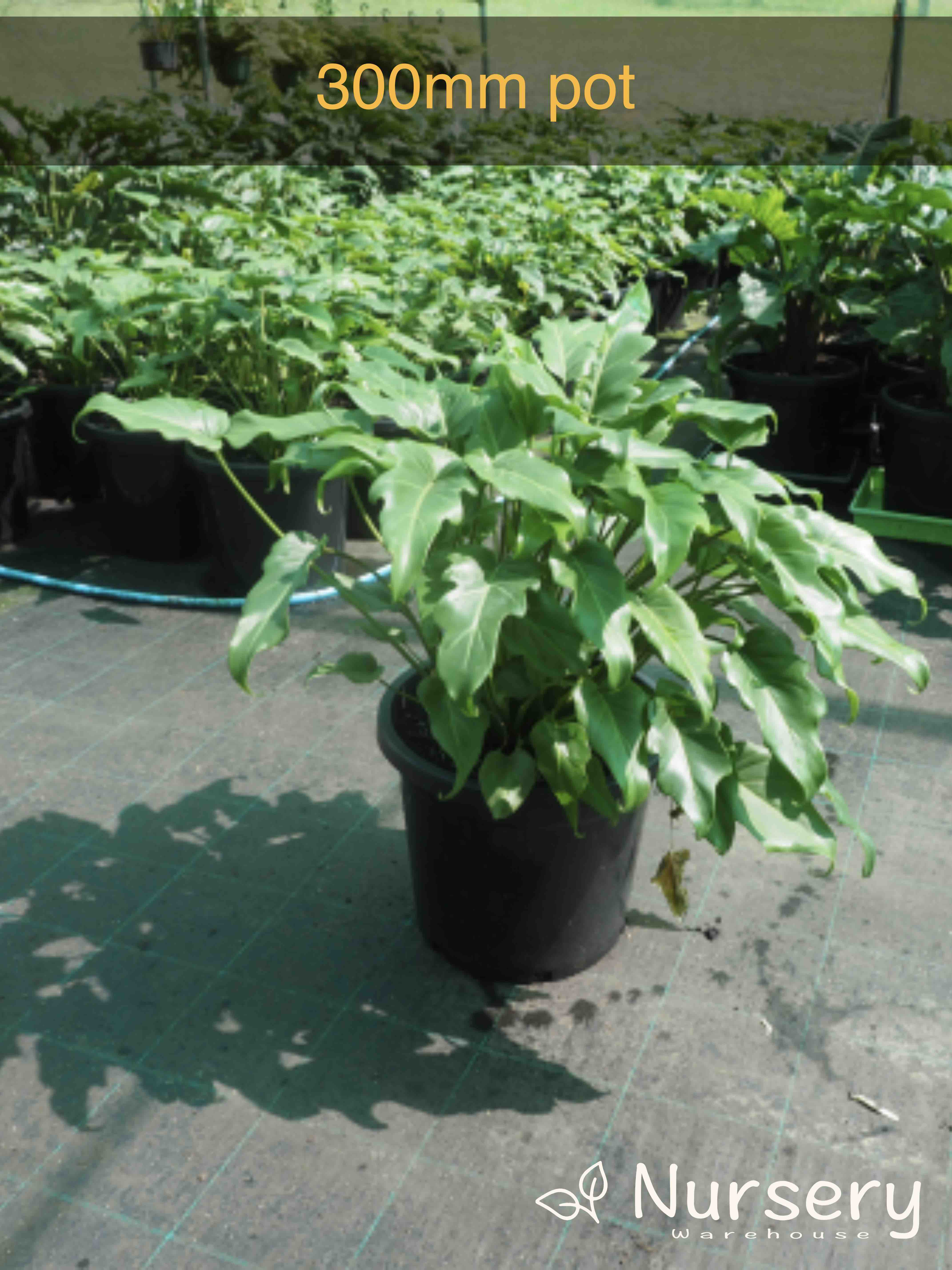 Philodendron Xanadu (Xanadu Philodendron)