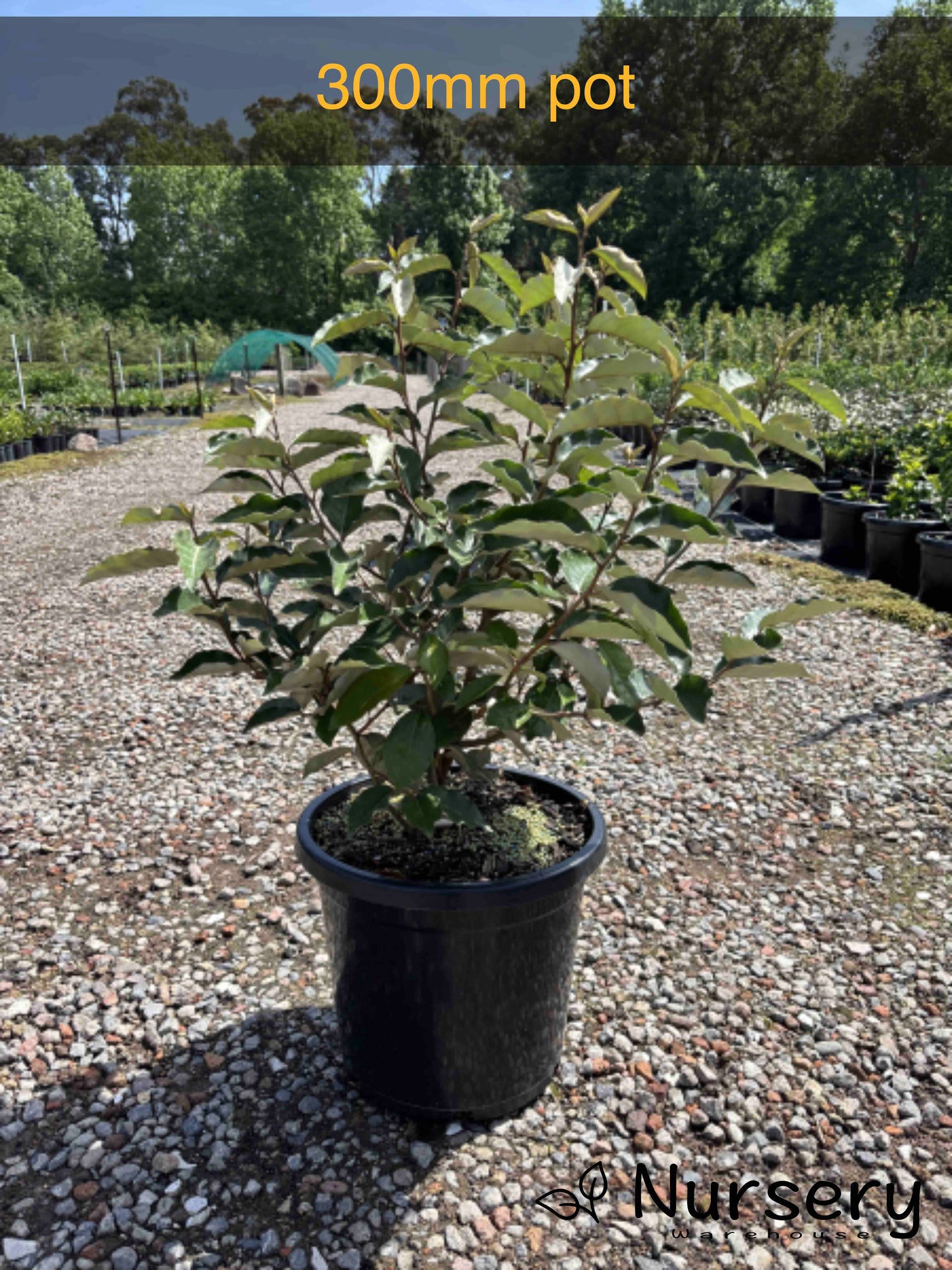 Elaeagnus pungens (Thorny Olive)