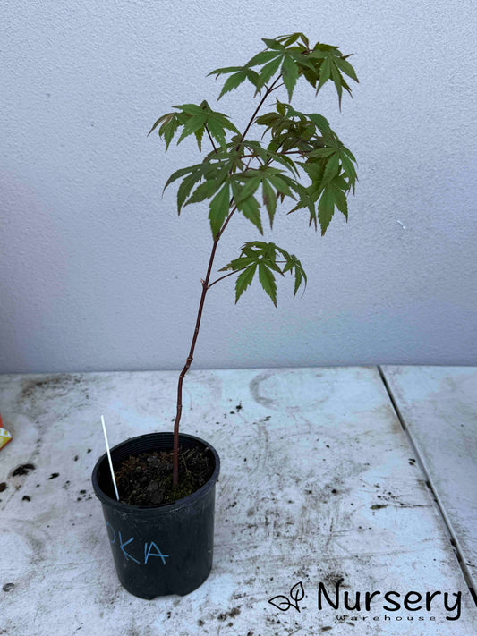 Acer Palmatum 'Okagami Japanese Maple Seedling'