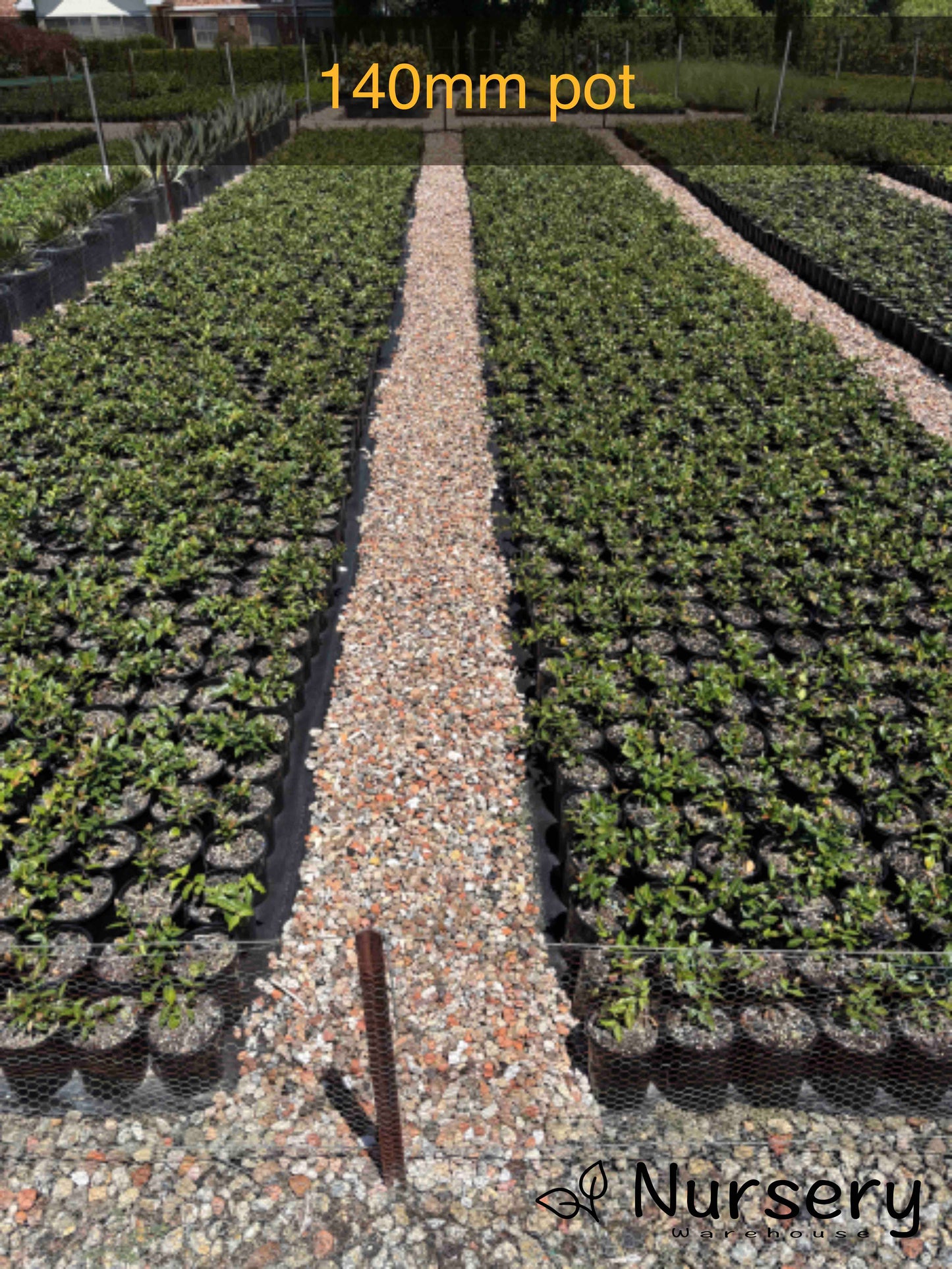 Trachelospermum Asiaticum (Asian Star Jasmine)