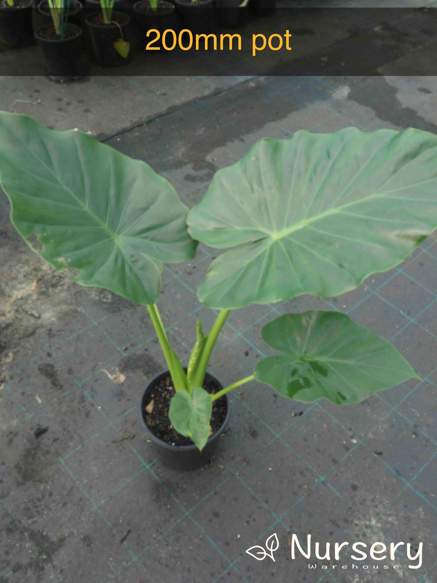 Alocasia Macrorrhizos (Giant Taro / Giant Elephant Ear)