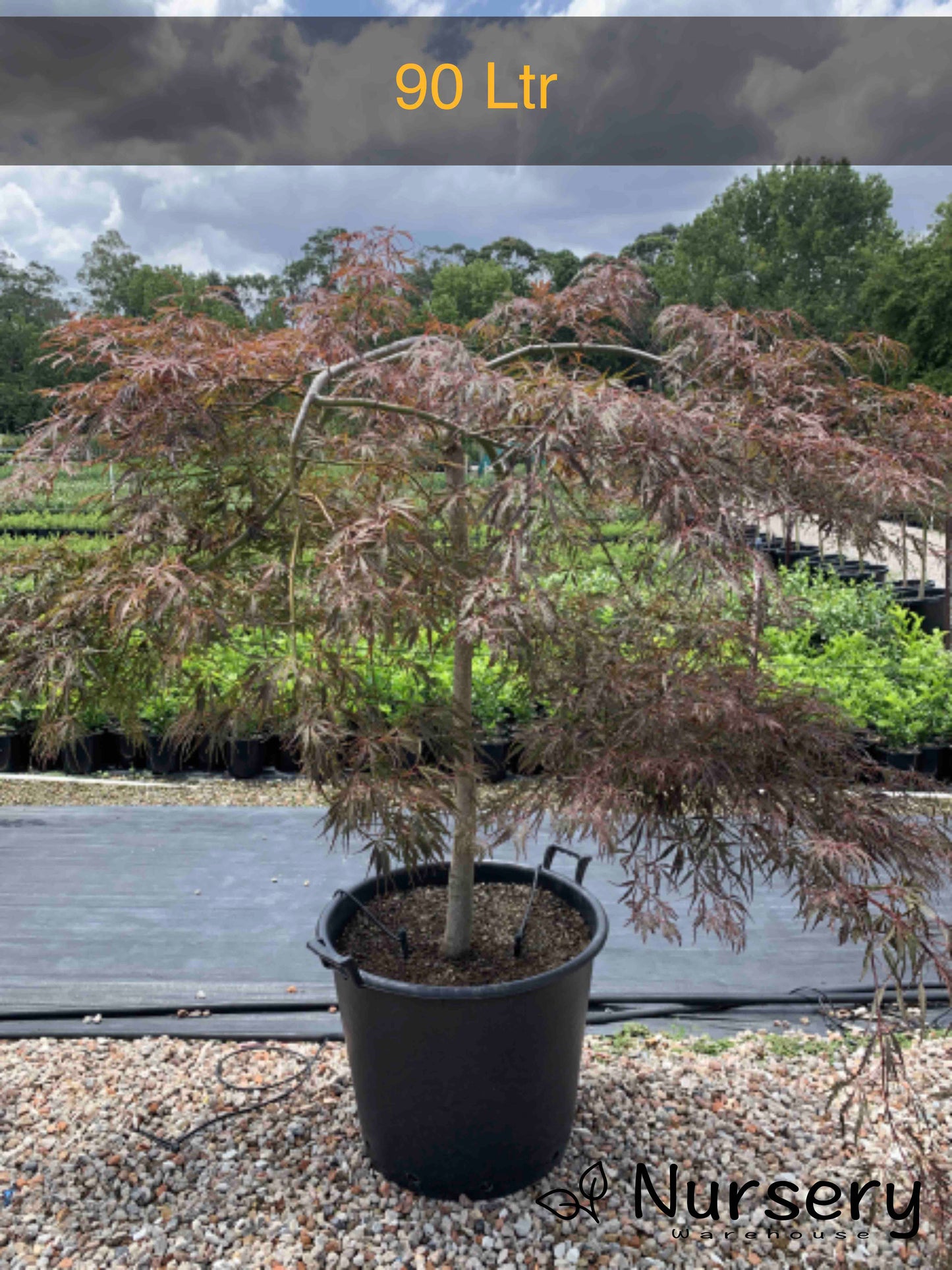 Acer Palmatum Dissectum 'Inaba Shidare' (weeping)