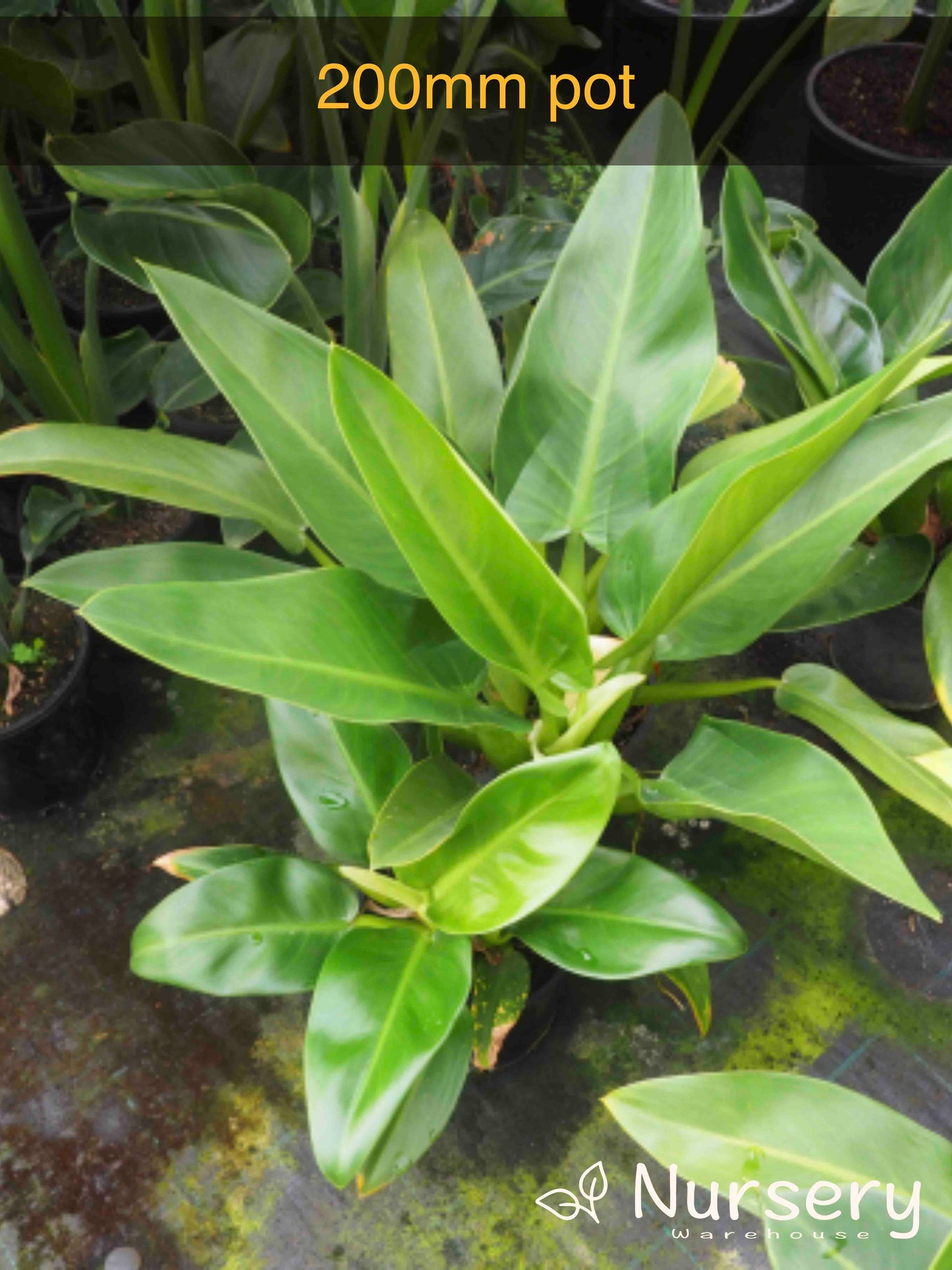 Philodendron Martianum (Fat Boy)