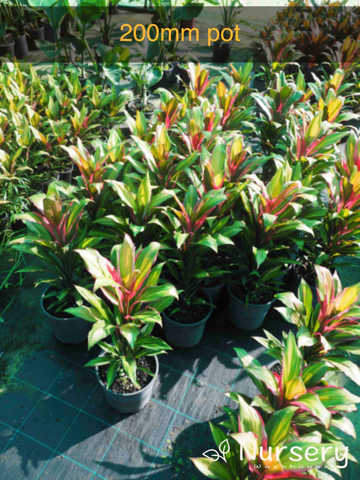 Kiwi Cordyline – Colourful Tropical Foliage
