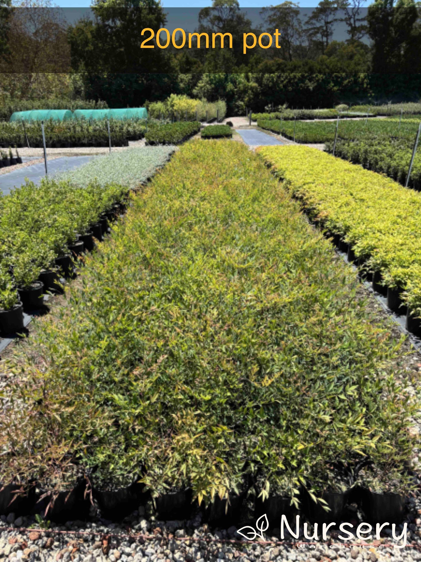 Nandina domestica (Sacred Bamboo)
