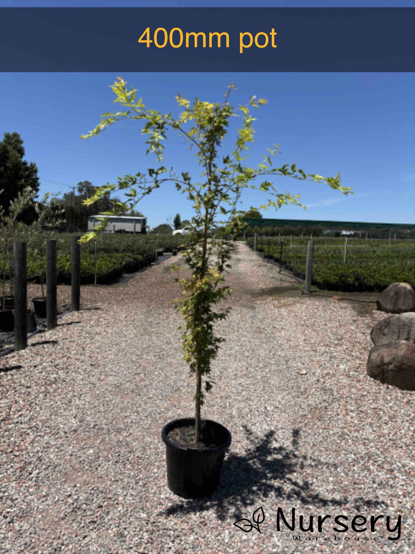 Acer Palmatum 'Sango Kaku' (upright - Senkaki | Sango Kaku | Coral Bark)