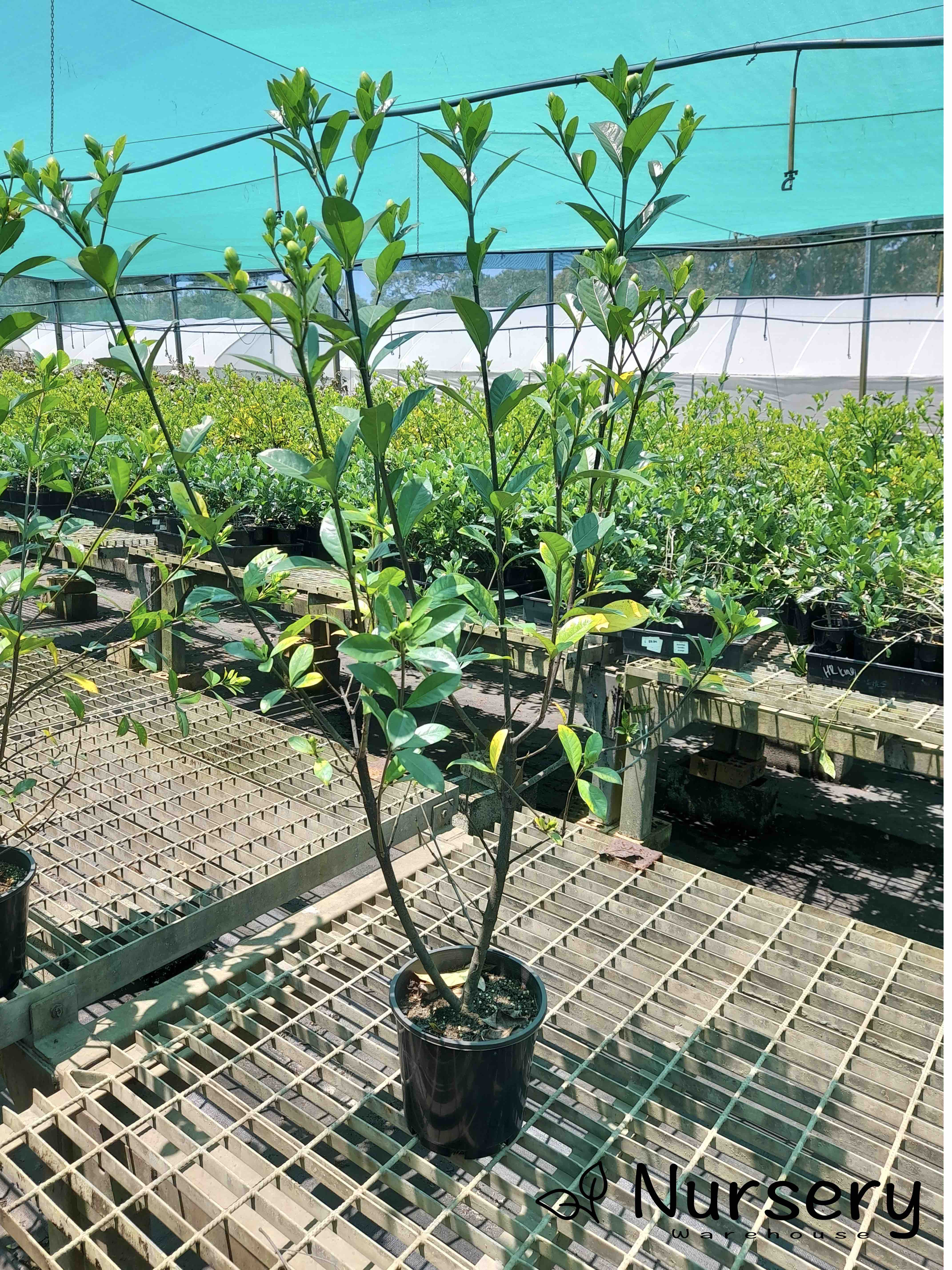 Gardenia 'Magnifica' (Excess stock, end of batch, not uniform, tall 70cm+ height)