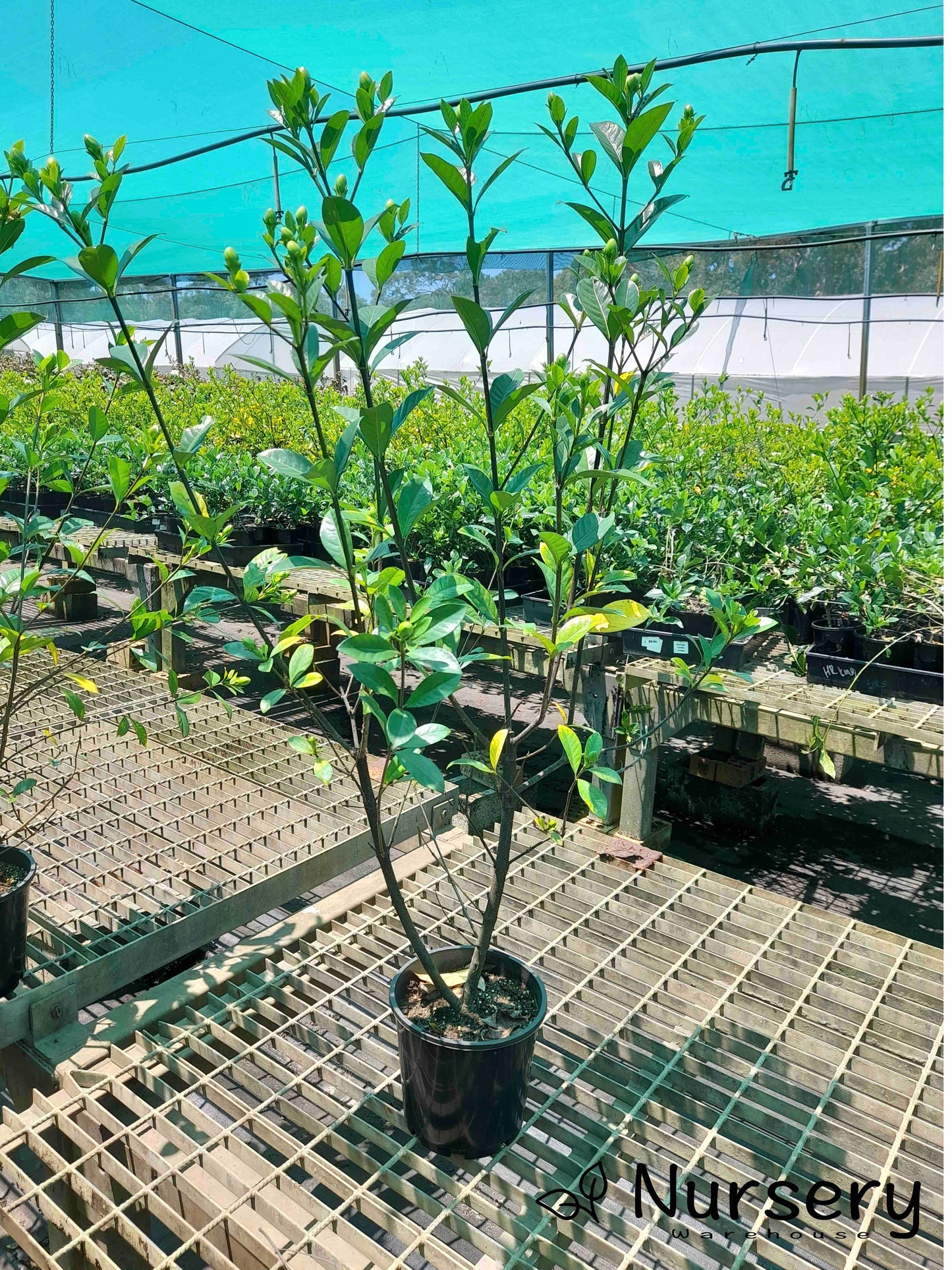 Gardenia 'Magnifica' (Excess stock, end of batch, not uniform, tall 70cm+ height)