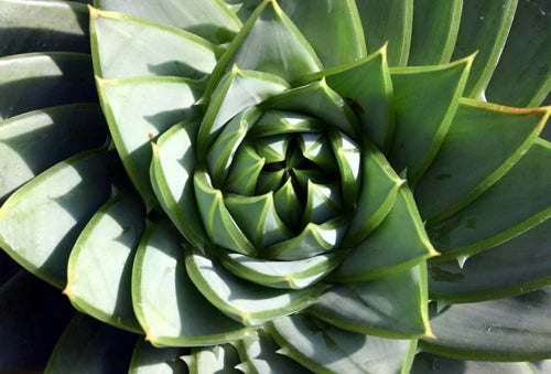 Aloe polyphylla ‘Christmas Cracker’ (Spiral Aloe)