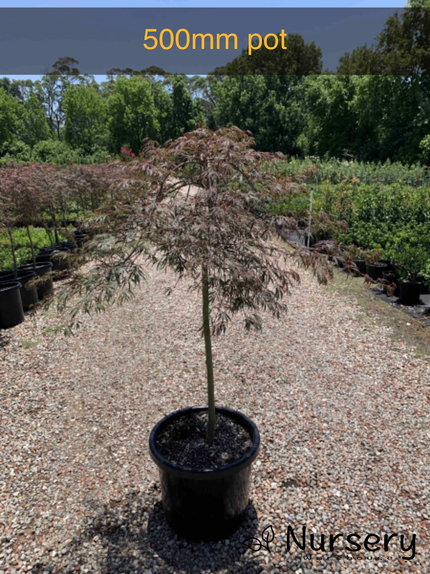 Acer Palmatum Dissectum 'Inaba Shidare' (weeping)
