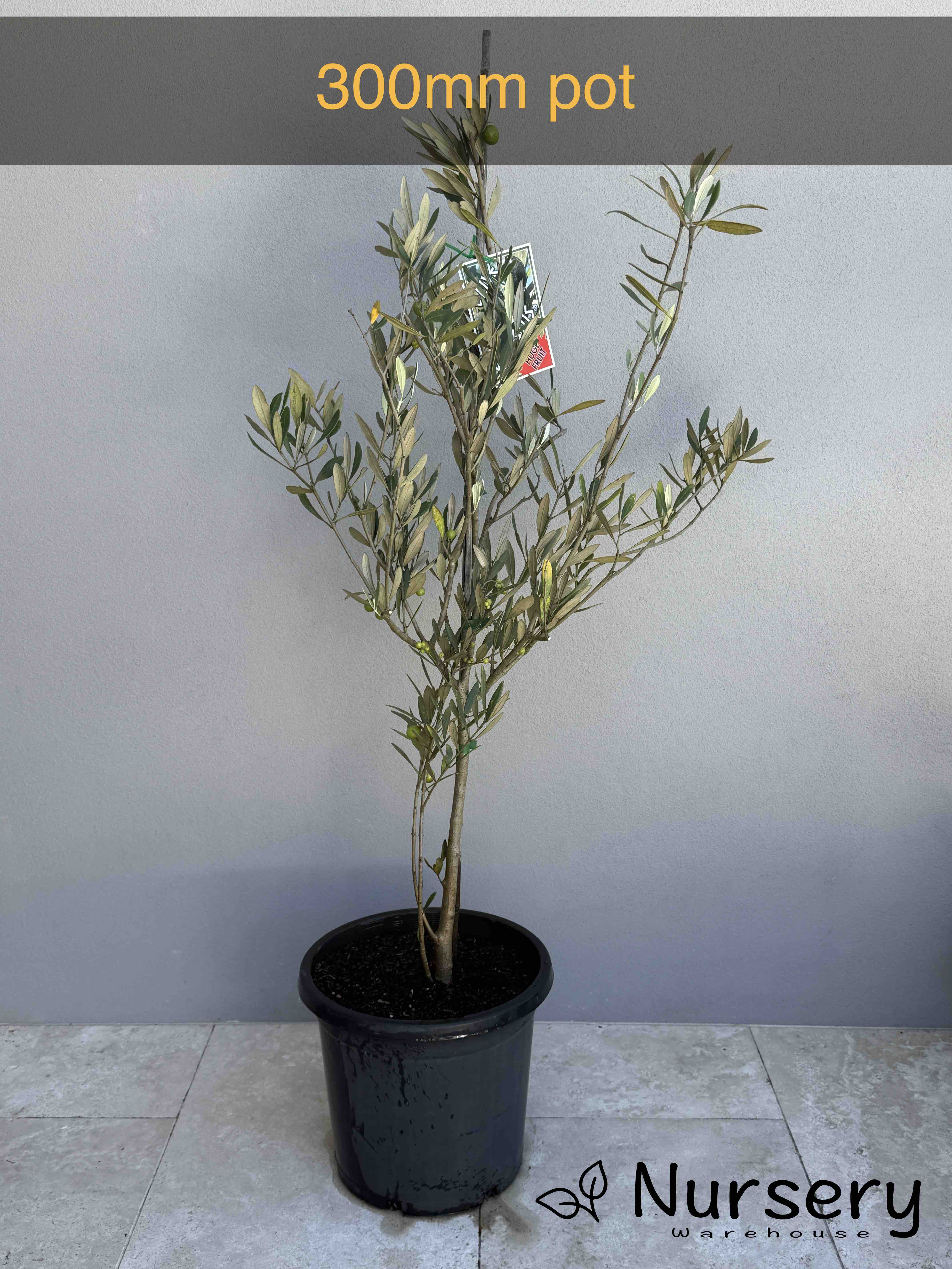 Olea europaea 'Kolossus Kalamata' (Kolossus Kalamata Olive) CLEARANCE
