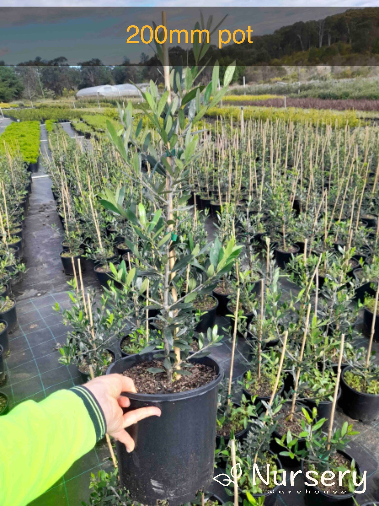 Olea Europaea 'Frantoio' (Frantoio Olive) CLEARANCE