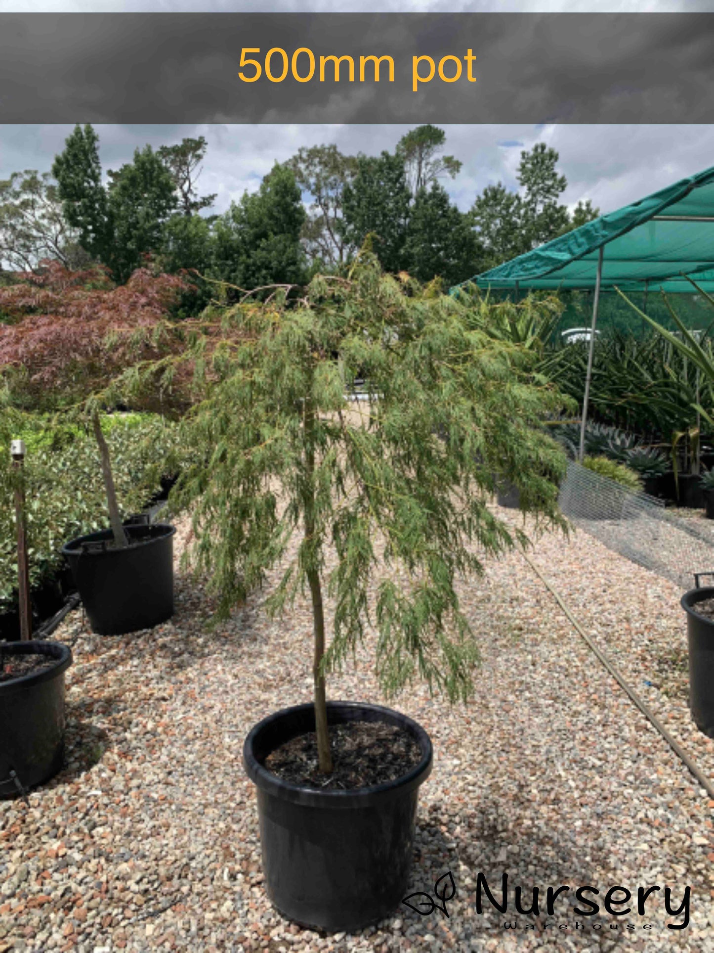 Acer Palmatum 'Viridis' (weeping)