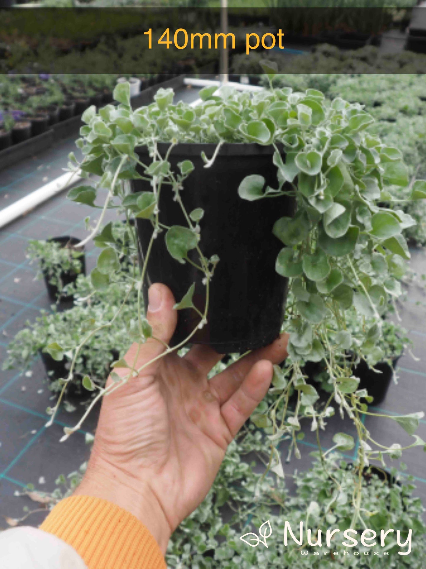 Dichondra Argentea (Silver Falls)