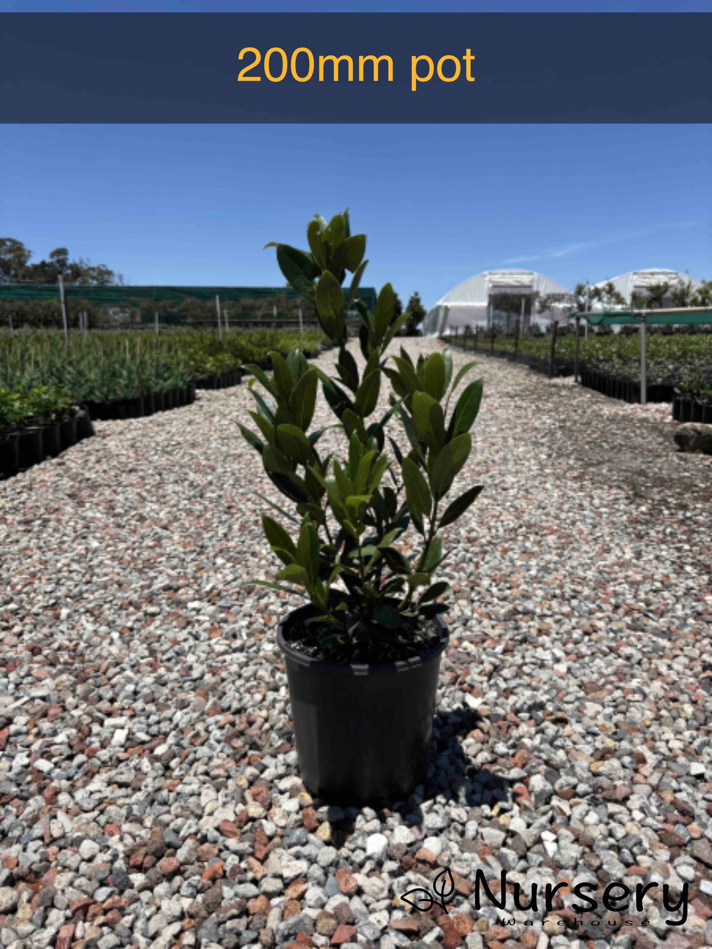 Laurus Nobilis (Bay Laurel)