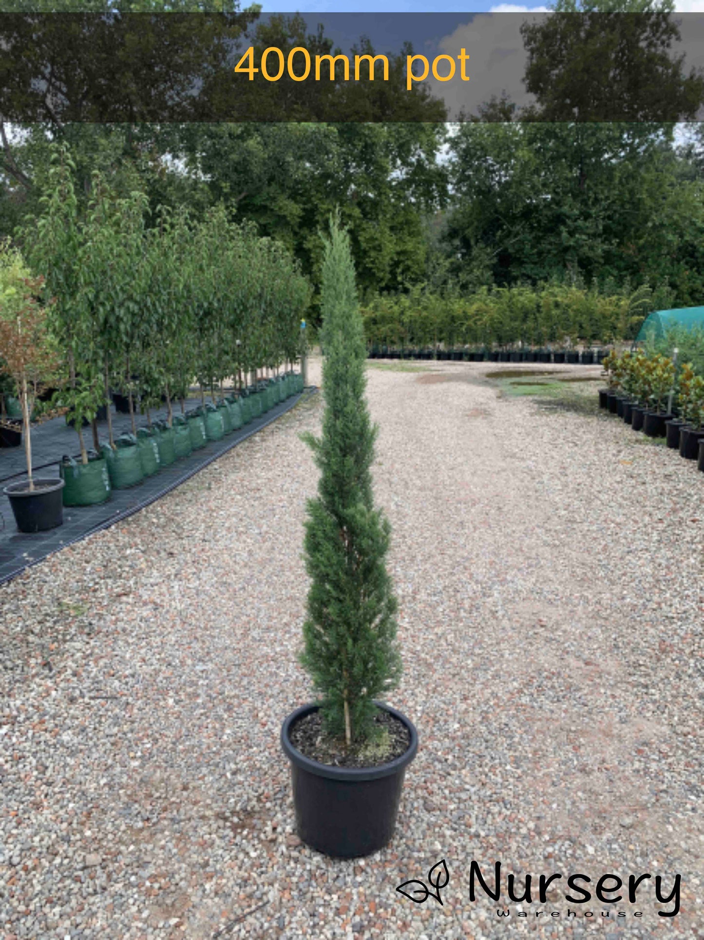 Cupressus Sempervirens Glauca (Italian Pencil Pine)
