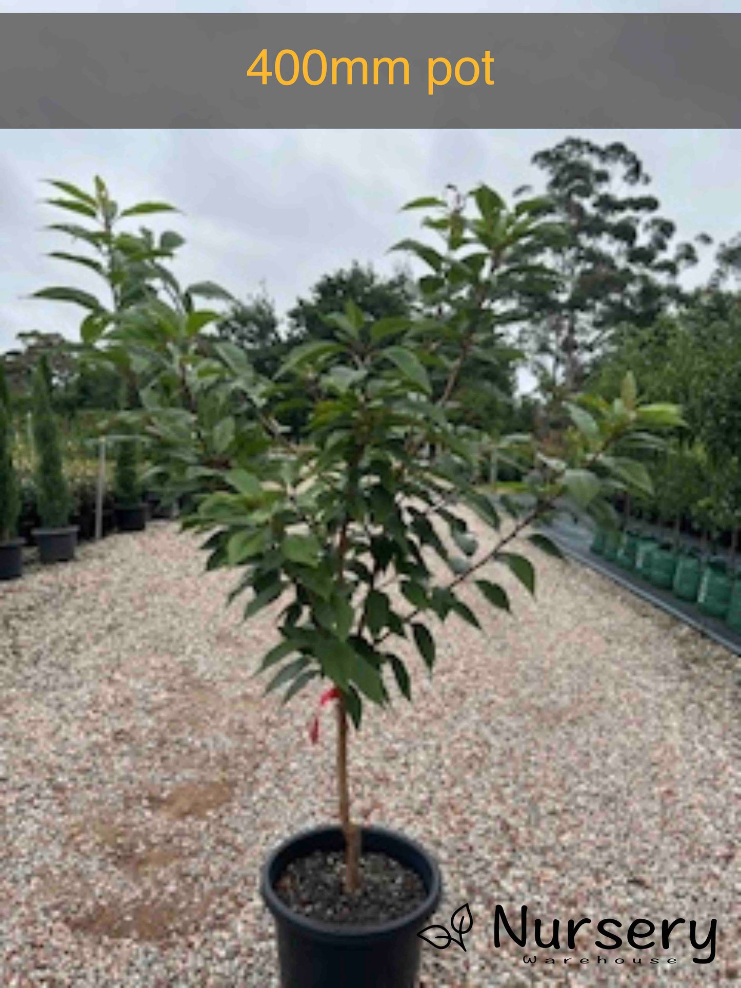 Prunus Kanzan (Cherry Blossom Tree)