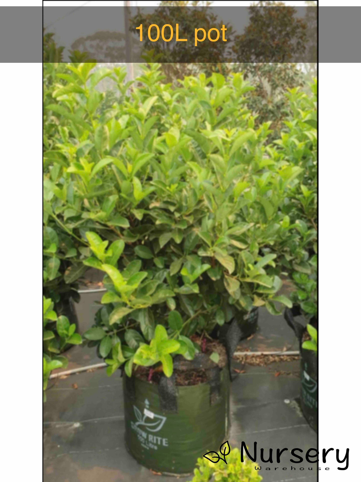 Viburnum Odoratissimum (Sweet Viburnum)