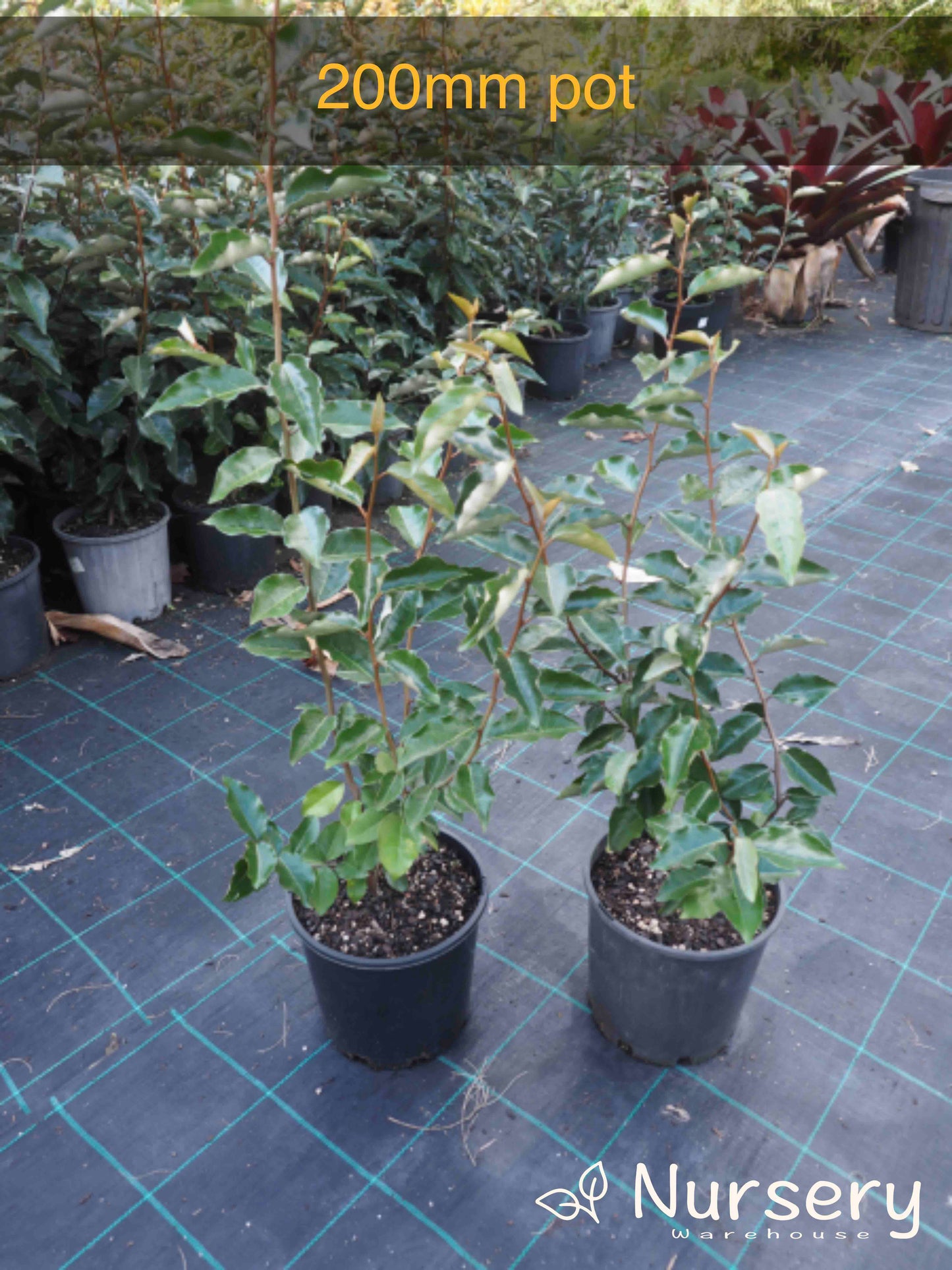 Elaeagnus Macrophylla (Large-Leaved Oleaster)
