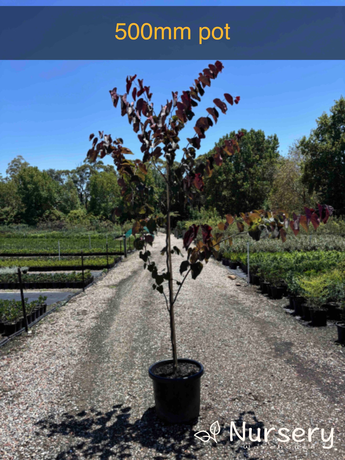 Cercis canadensis ‘Forest Pansy’ (Eastern Redbud)